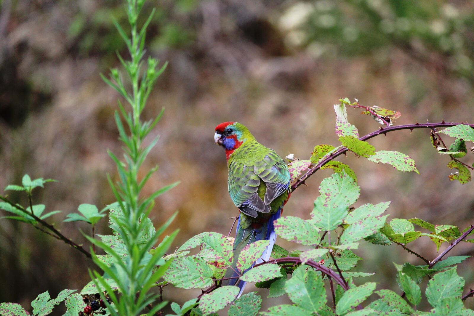 Canon EF-S 55-250mm F4-5.6 IS STM sample photo. Parrot, crimson, rosella photography