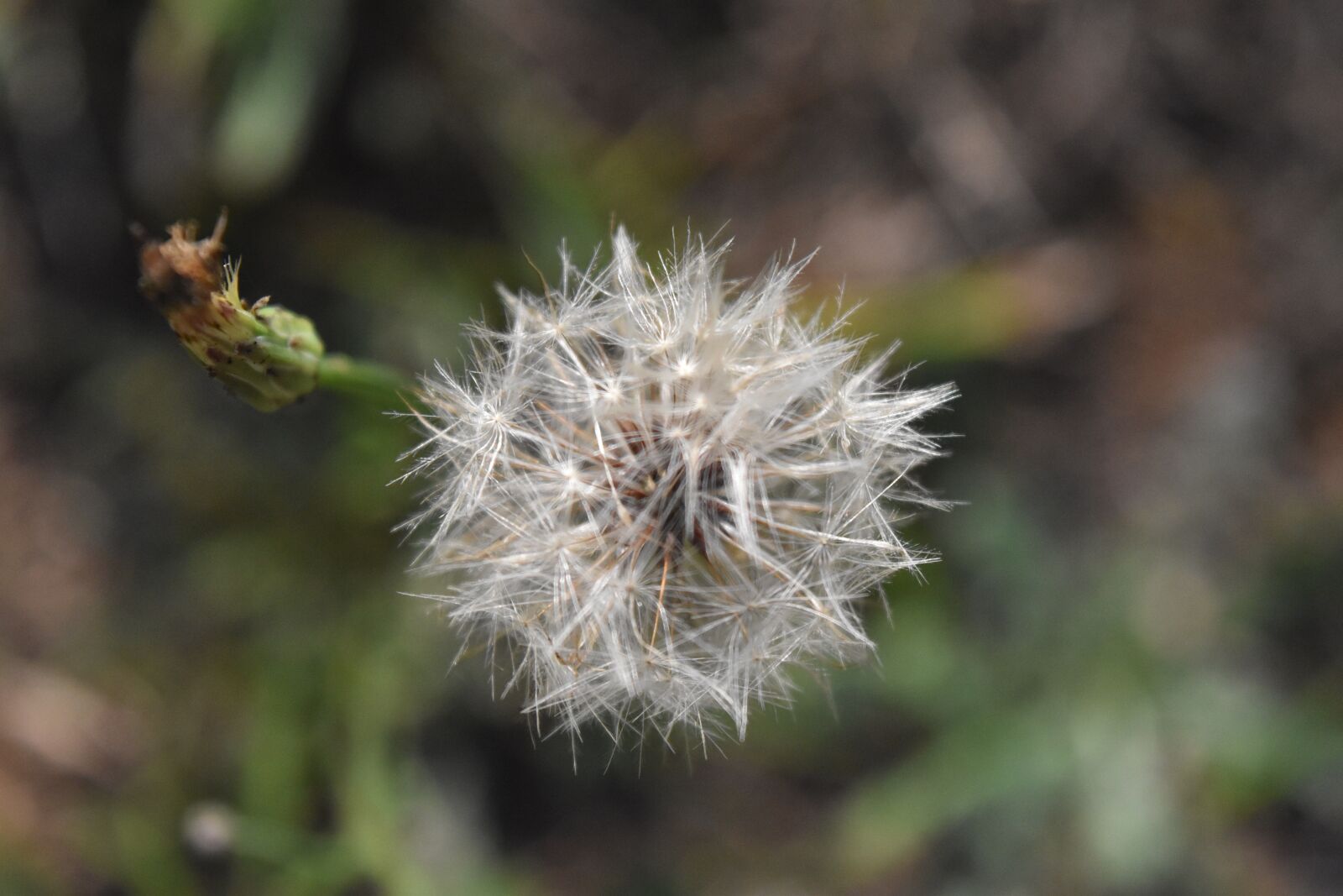 Nikon D5500 sample photo. Clover, outdoor, nature photography