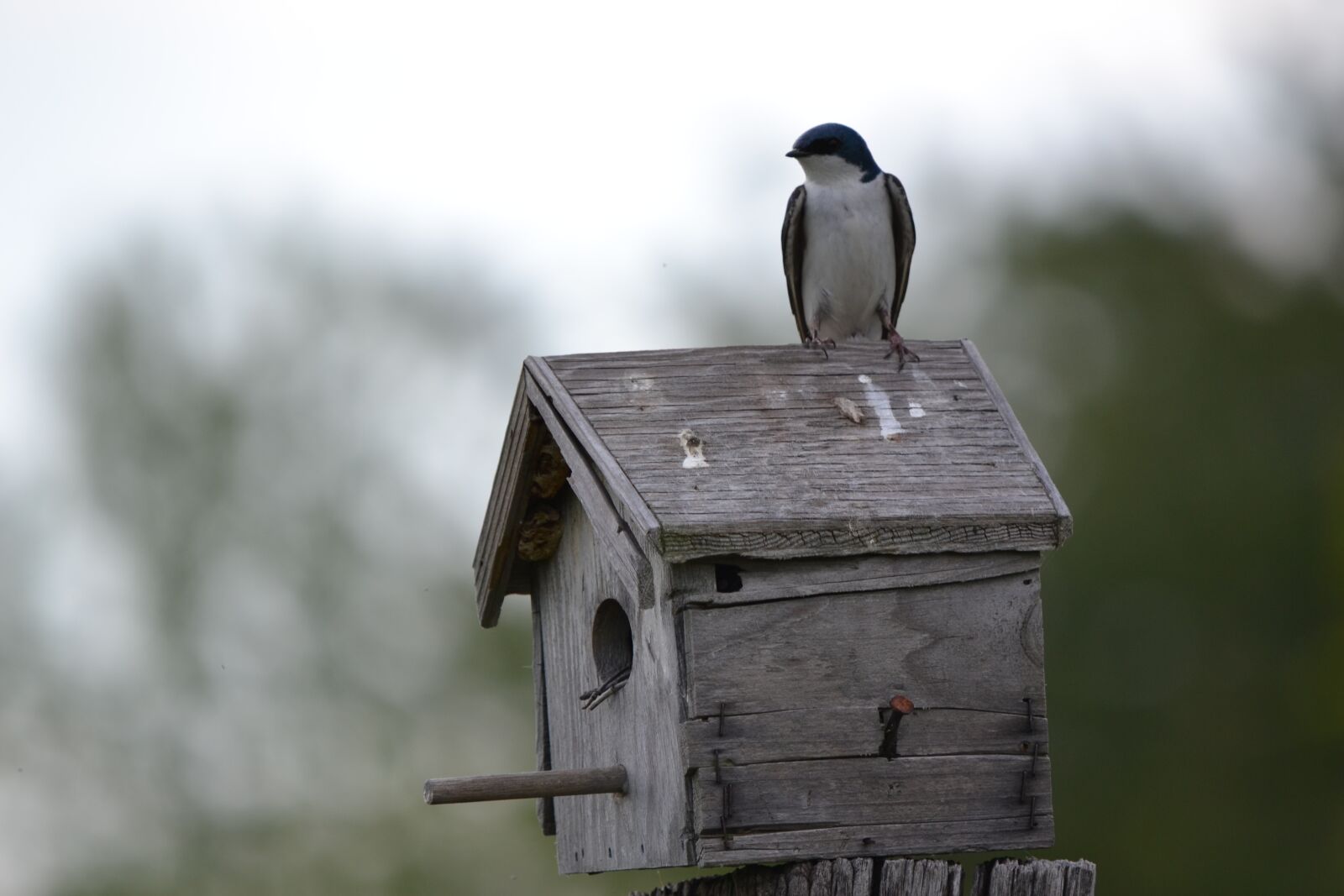 Nikon D3100 sample photo. Birdhouse, swallow, bird photography