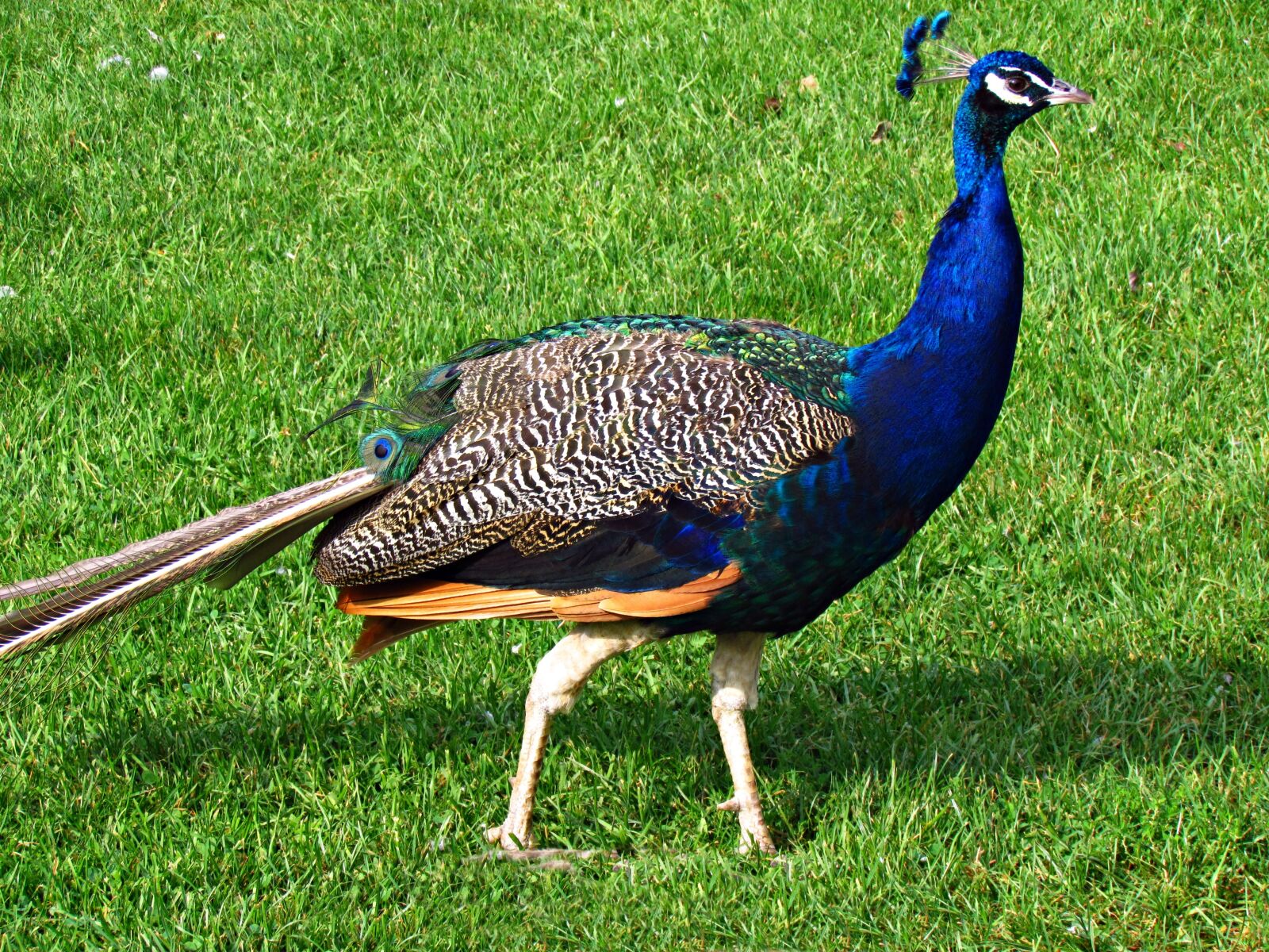 Canon PowerShot SX30 IS sample photo. Peacock, bird, nature photography