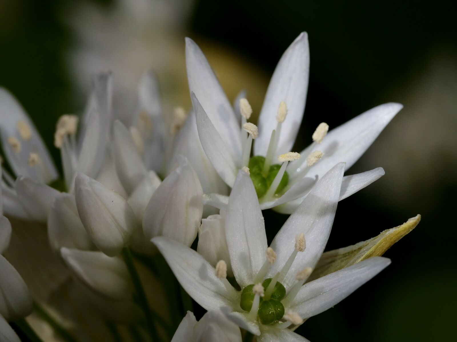 Panasonic Lumix DC-G9 sample photo. Spring, flower, close up photography