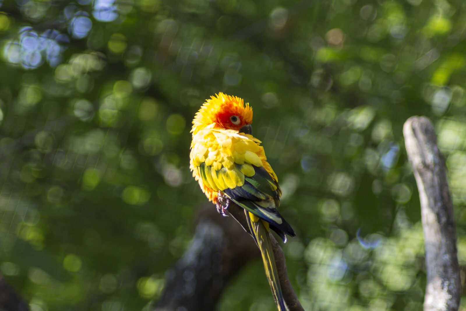 Canon EOS 1100D (EOS Rebel T3 / EOS Kiss X50) sample photo. Bird, colorful, feather photography