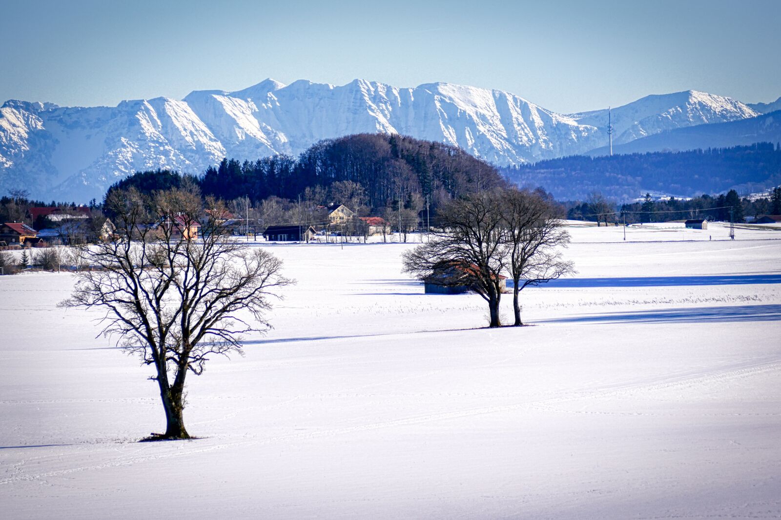Panasonic Lumix DMC-GX8 sample photo. Winter, snow, tree photography