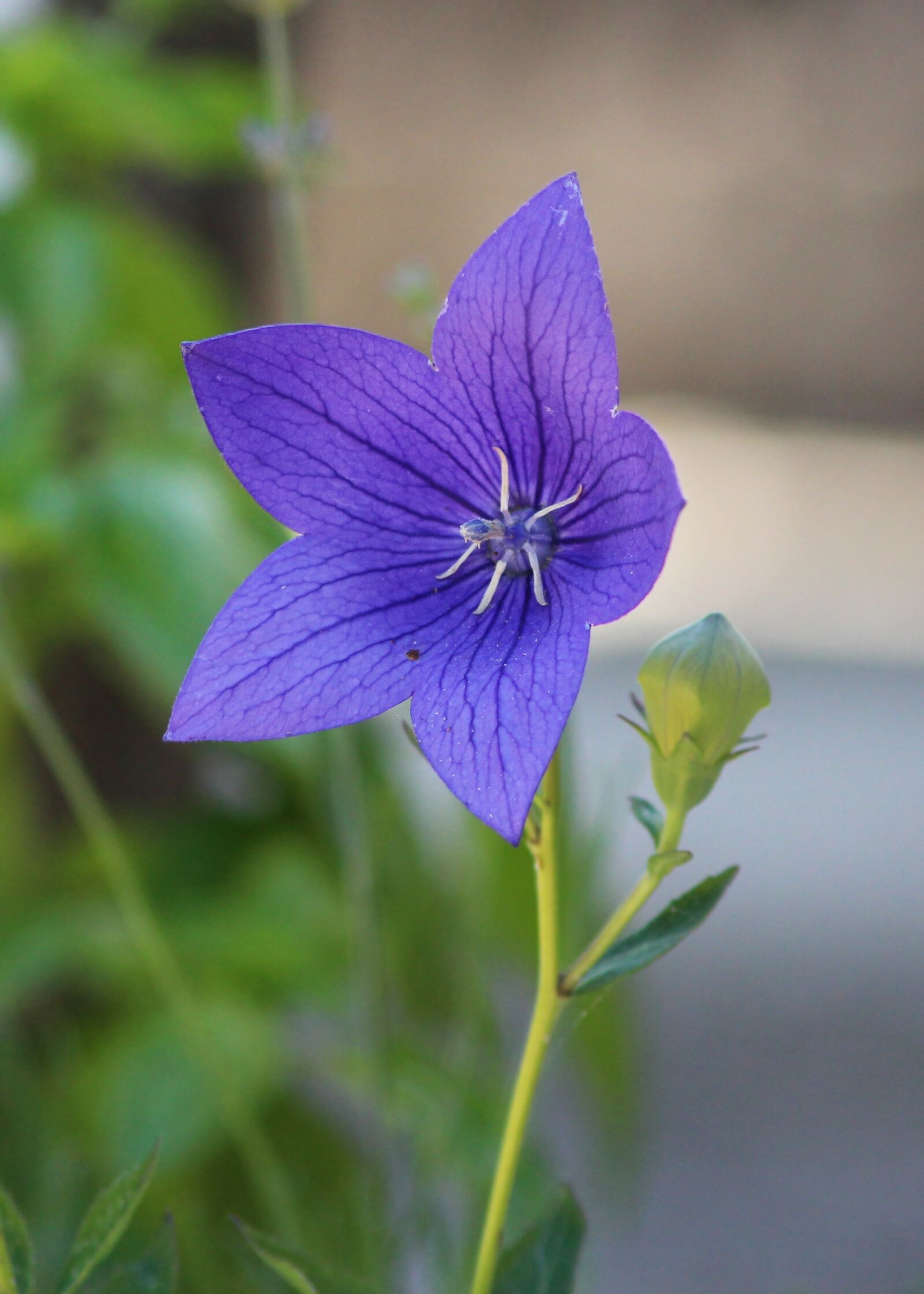 Canon EOS 700D (EOS Rebel T5i / EOS Kiss X7i) sample photo. Flower, nature, flora photography