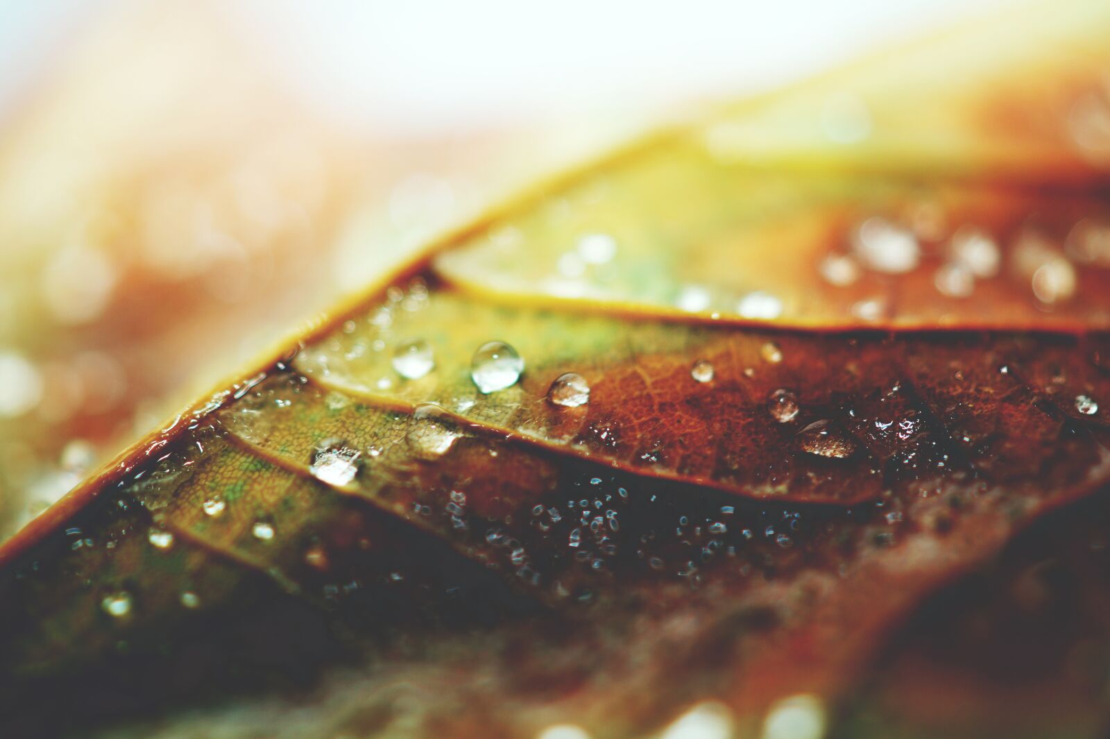 Sony DT 30mm F2.8 Macro SAM sample photo. Leaf, macro, photography, wet photography