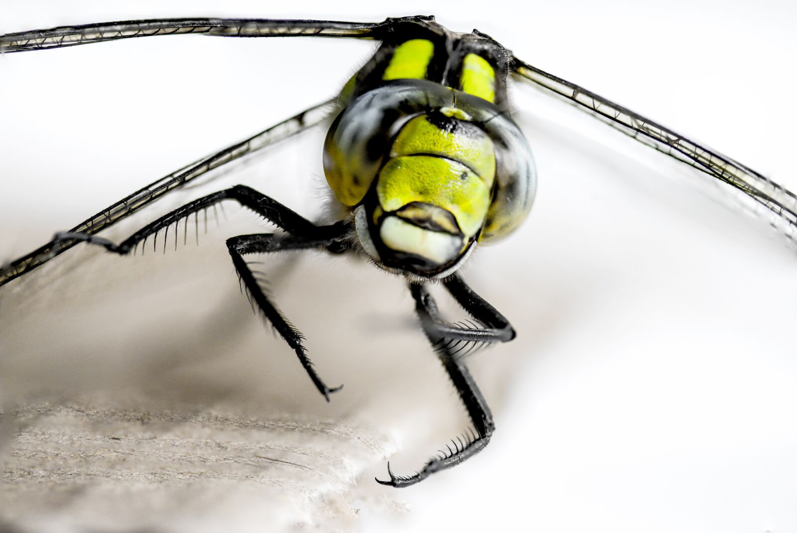 Canon EF-S 60mm F2.8 Macro USM sample photo. Insect, dragonfly, close up photography
