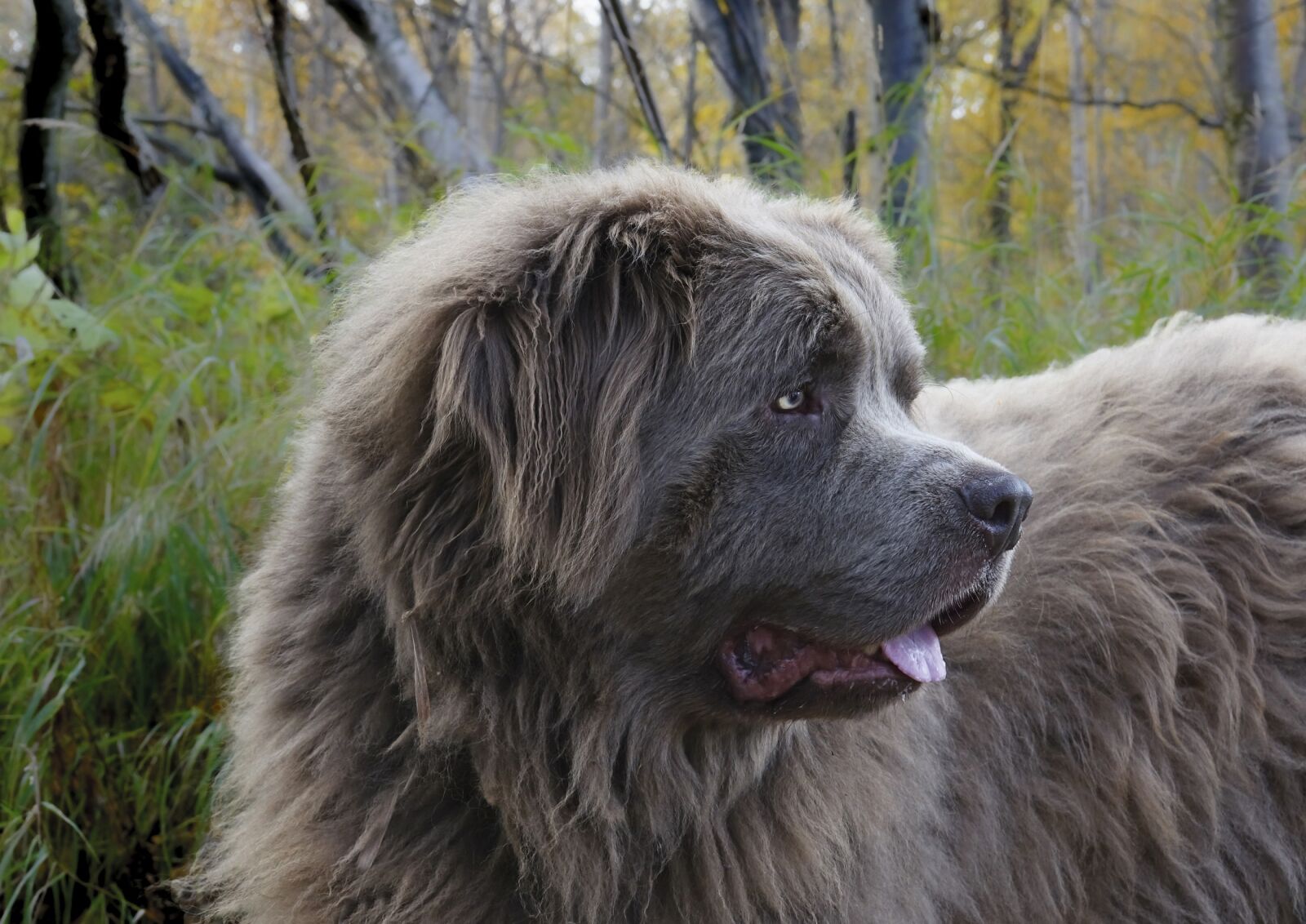 Sony Cyber-shot DSC-RX10 III sample photo. Dog, canine, newfoundland photography