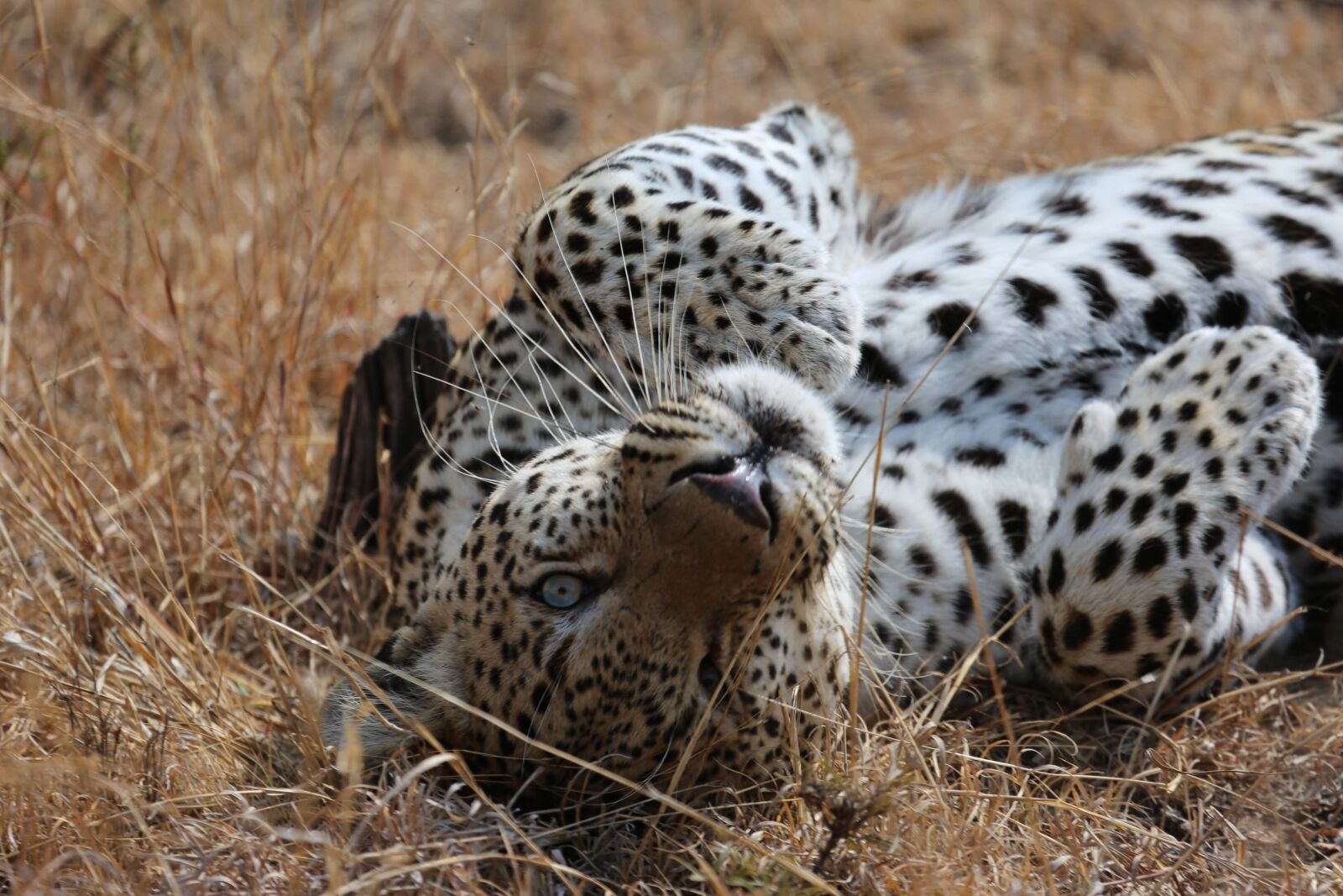 Canon EF 100-400mm F4.5-5.6L IS USM sample photo. Leopard, wild, cute photography