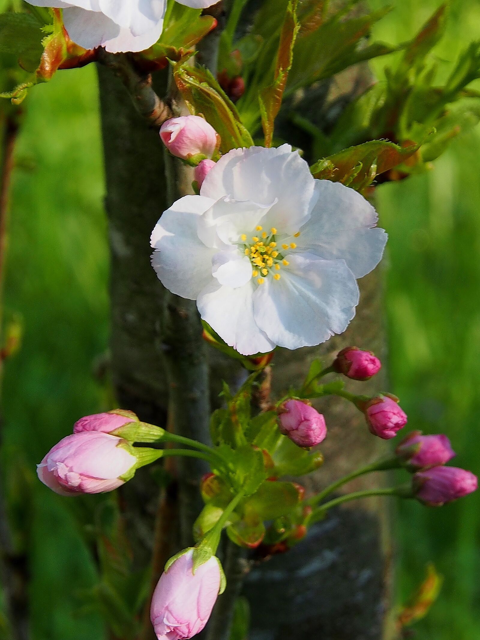 Olympus OM-D E-M5 sample photo. Flower, nature, plant photography