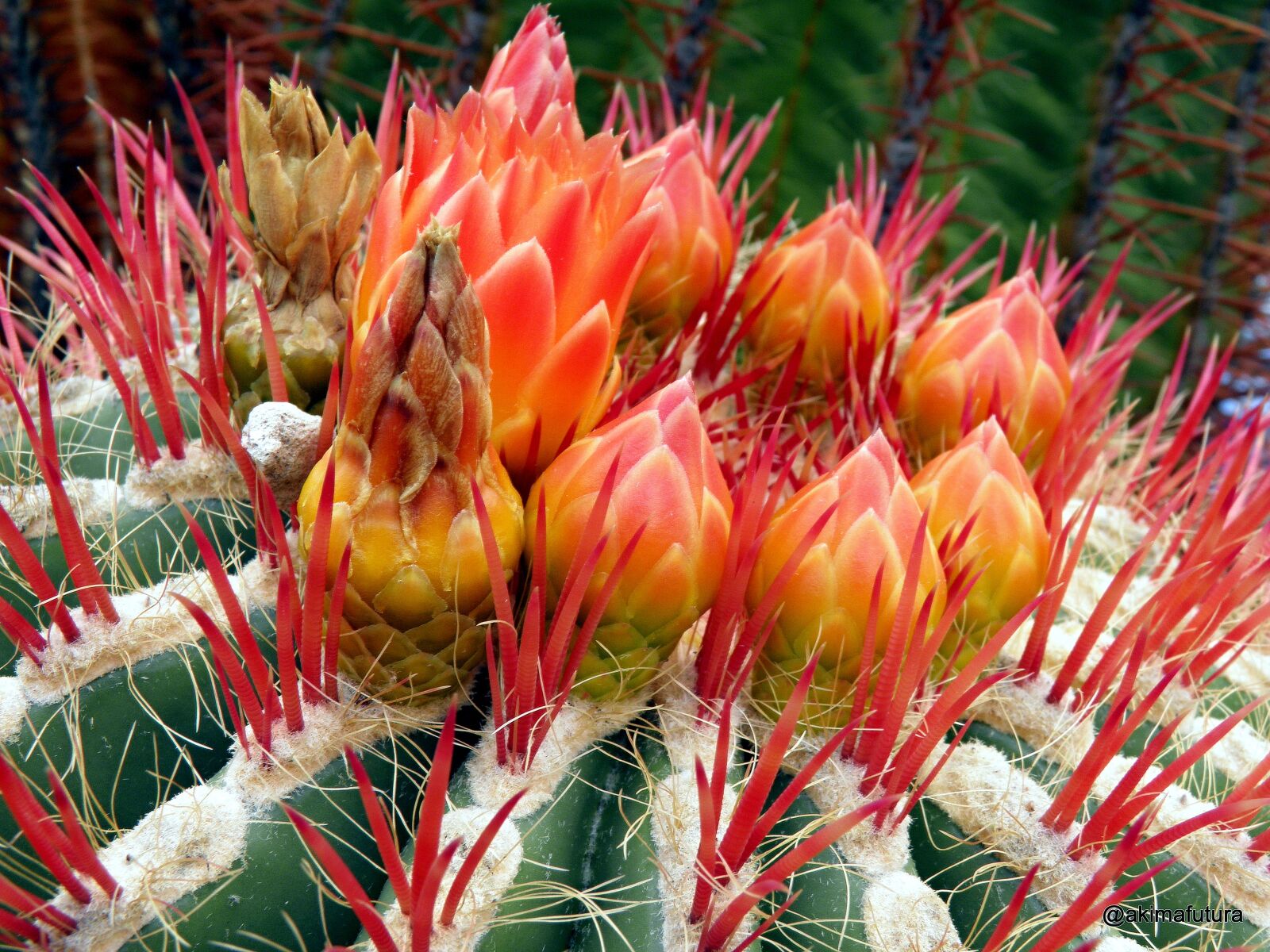 Olympus SP800UZ sample photo. Cactus, blossom, bloom photography