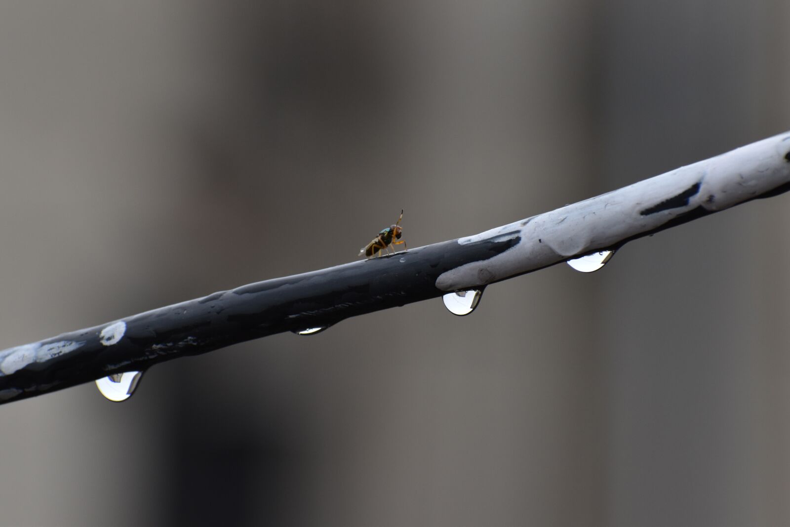 Nikon D5600 sample photo. Rain drops, fly, walking photography