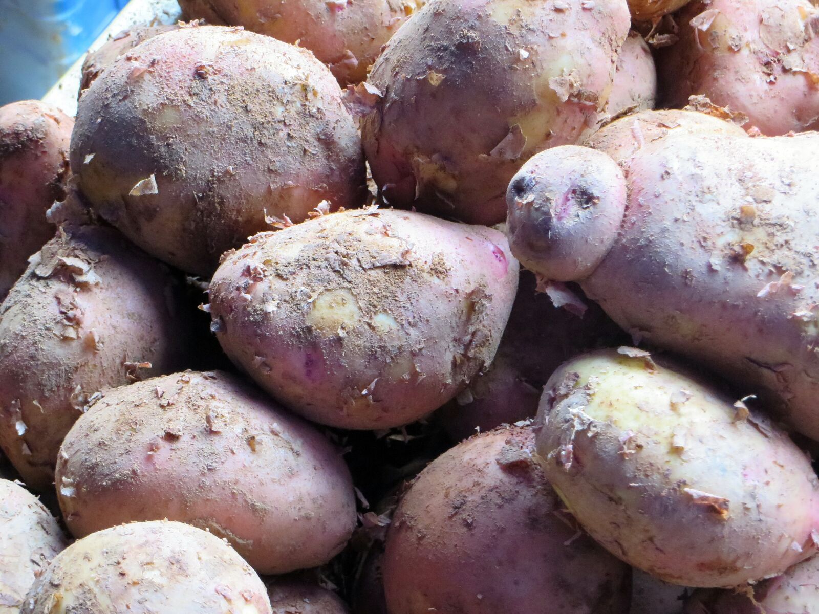 Canon PowerShot SX270 HS sample photo. Laos, market, sweet potatoes photography