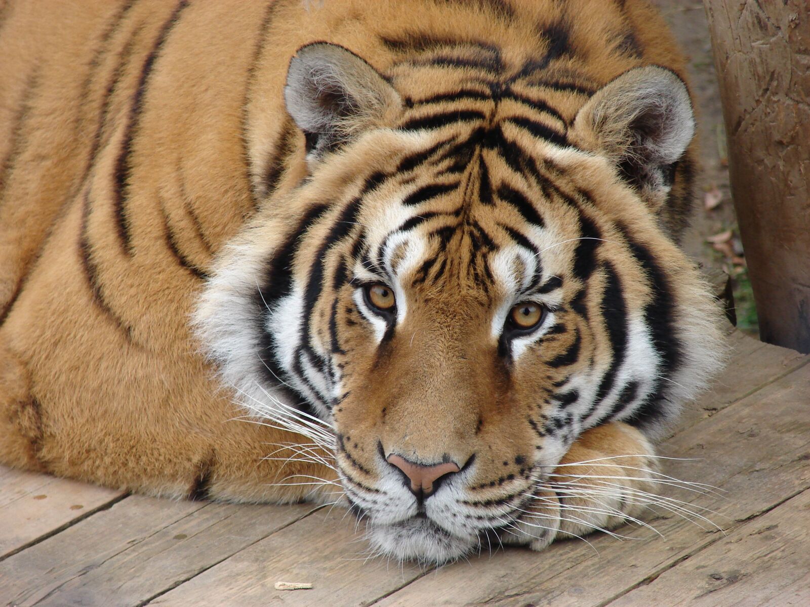 Sony DSC-H2 sample photo. Tiger, animal, beast photography