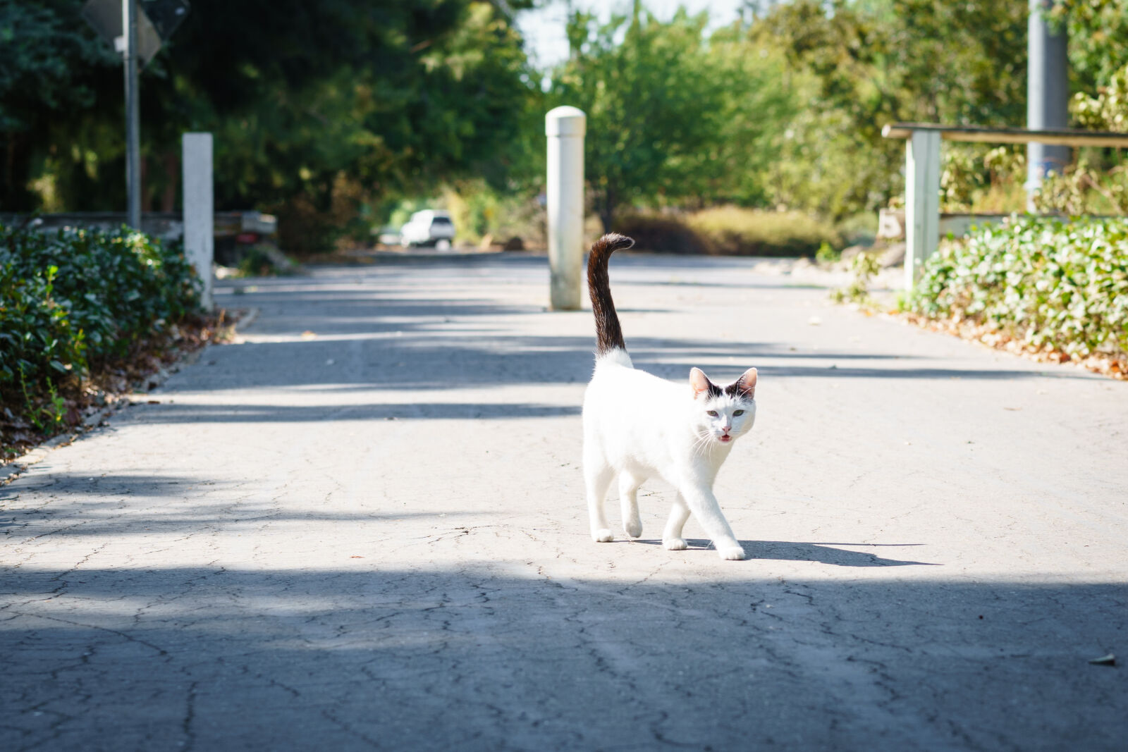 Sony a6000 + E 60mm F2.8 sample photo. Cat, shade, shadow, street photography