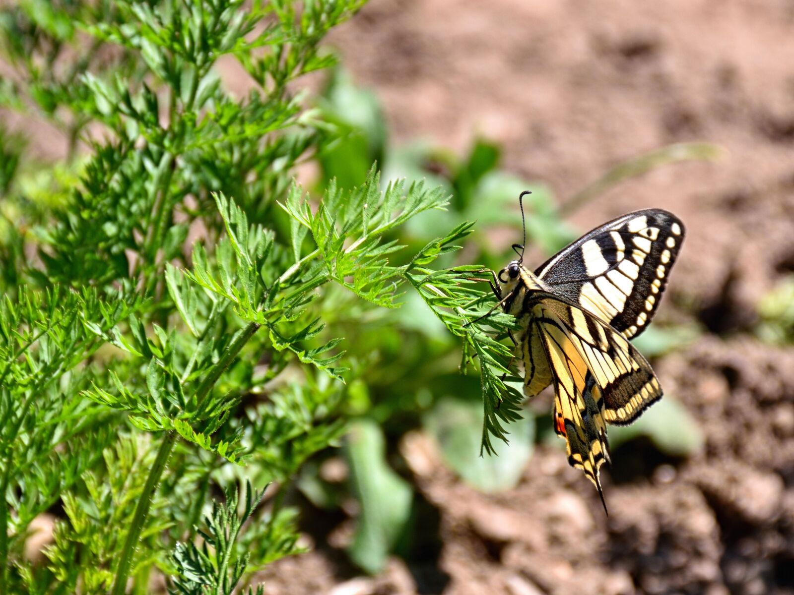 Nikon D5500 sample photo. Butterfly, carrots herb, close photography