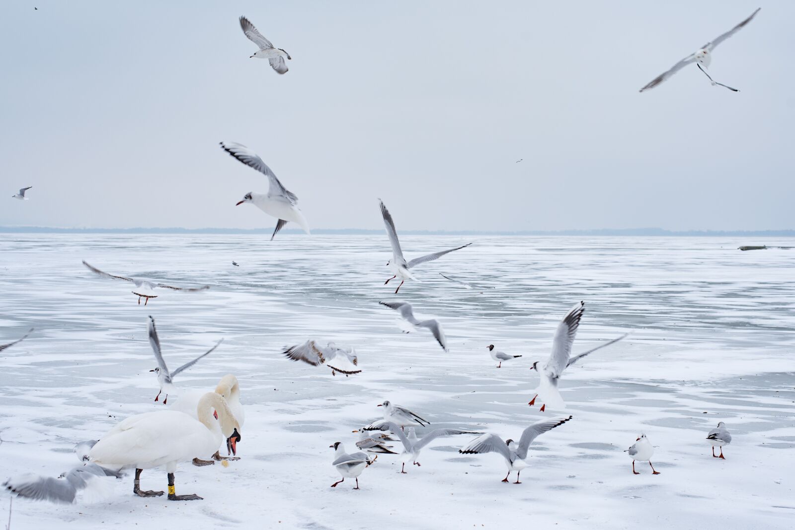 Nikon D750 sample photo. Lake balaton, winter, swan photography