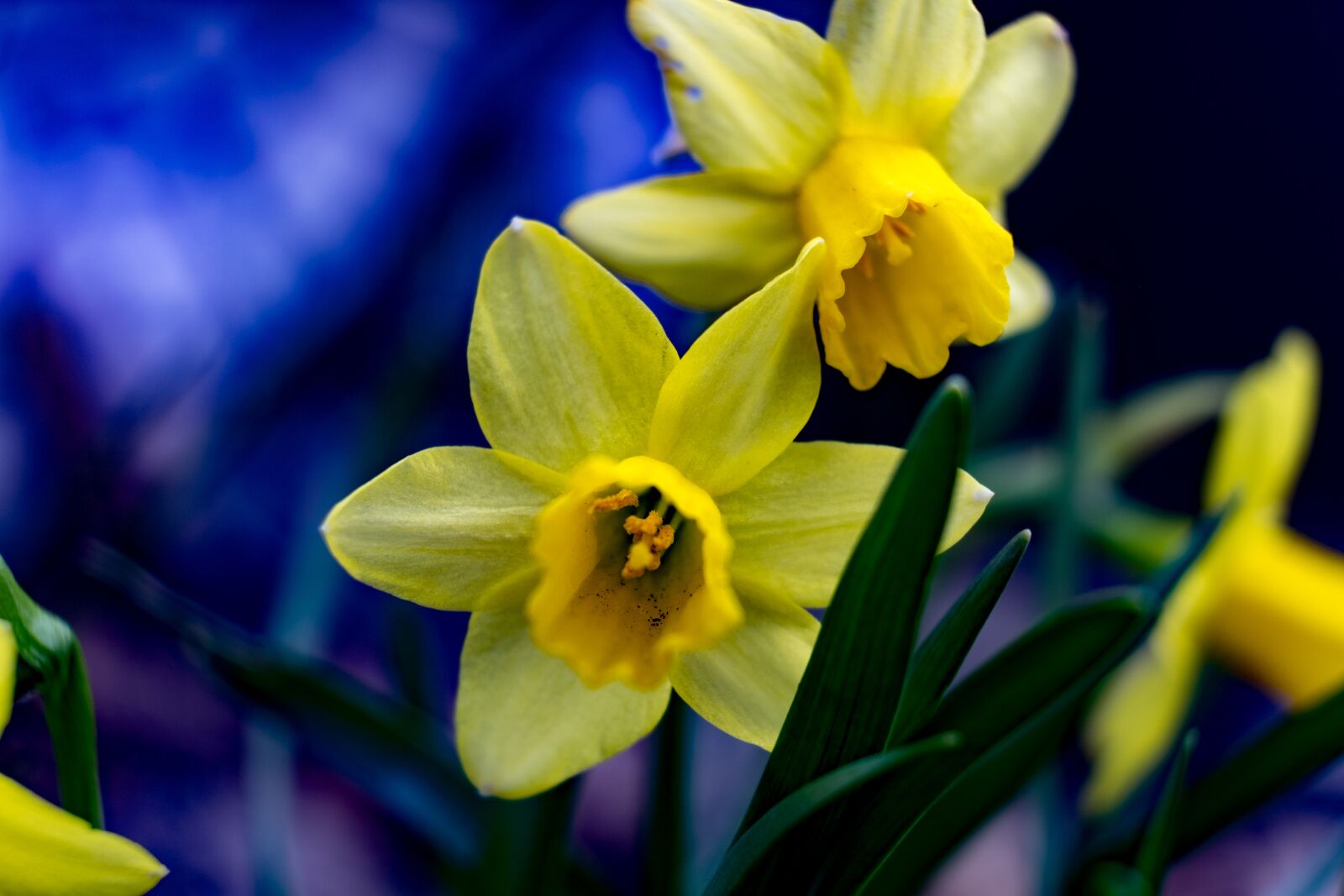 Fujifilm X-T10 sample photo. Spring, narcissus, daffodil photography