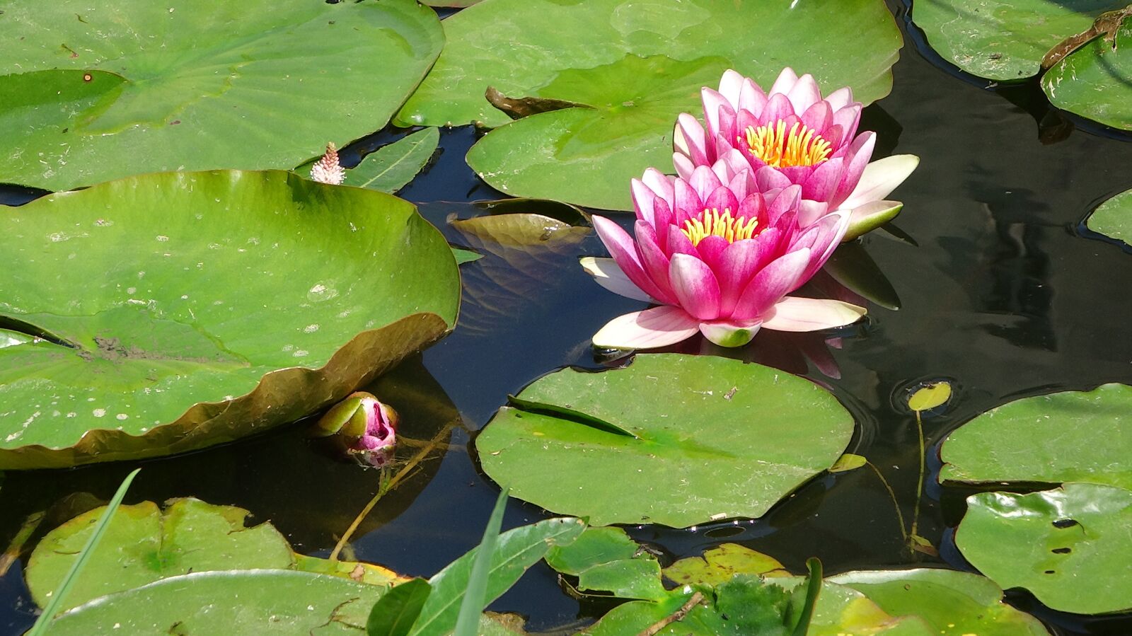 Sony Cyber-shot DSC-WX300 sample photo. Water lilies, flowers, nature photography
