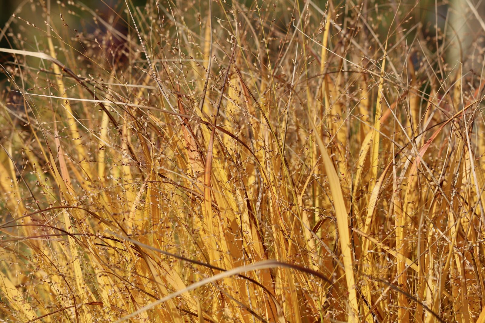 Canon EOS 800D (EOS Rebel T7i / EOS Kiss X9i) sample photo. Grass, grasses, dry grasses photography