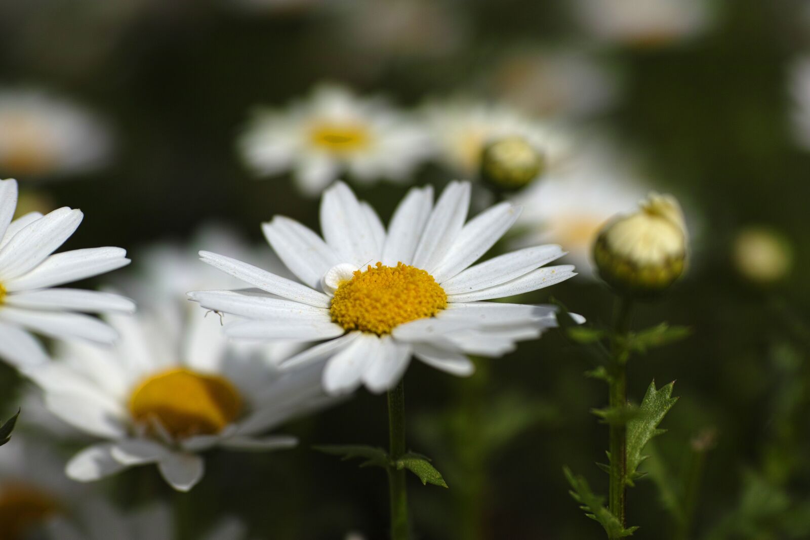 Sigma DP3 Merrill sample photo. Flower, daisy, garden photography