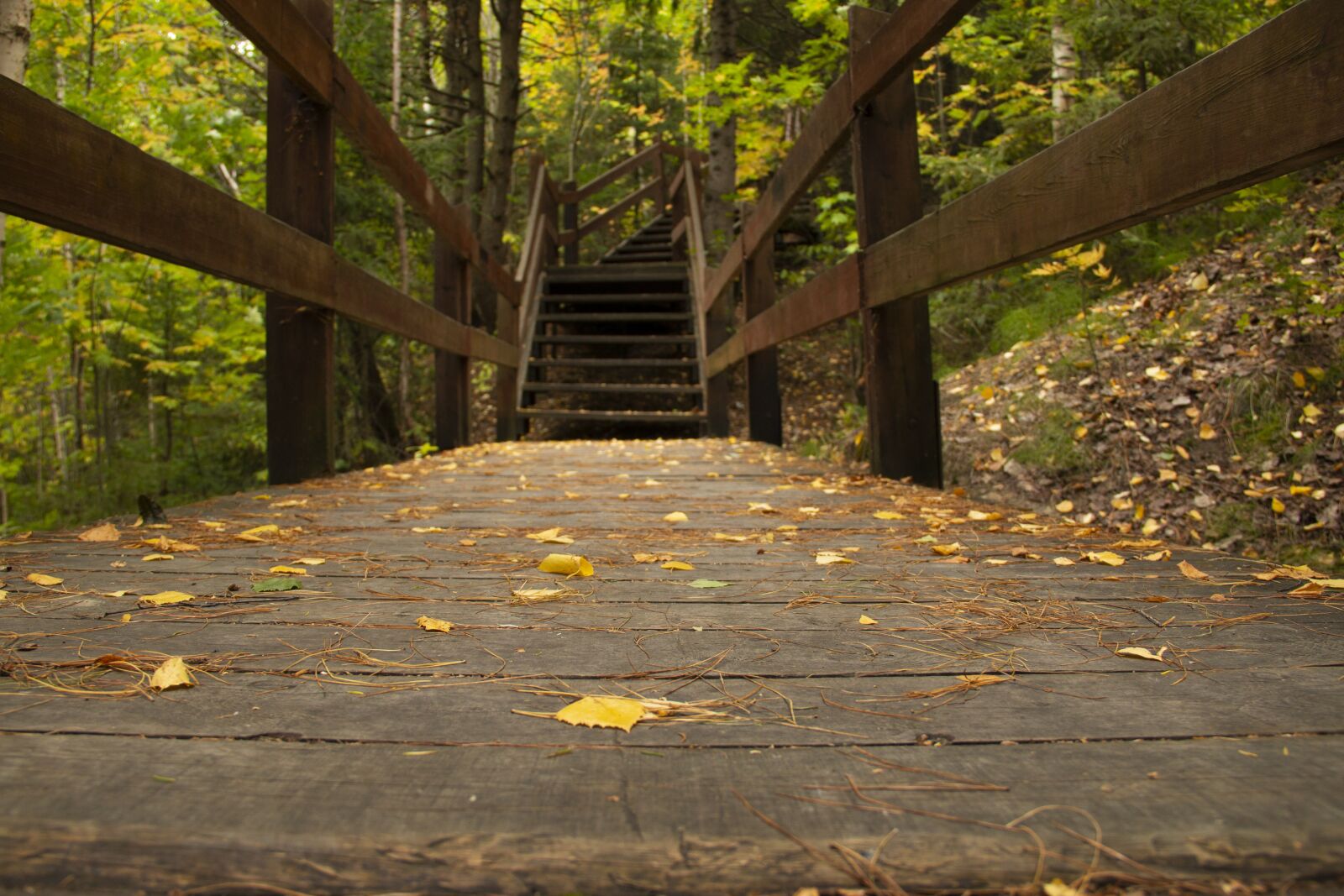 Canon EOS 70D + Canon EF-S 18-135mm F3.5-5.6 IS sample photo. Stairs, steps, leaves photography