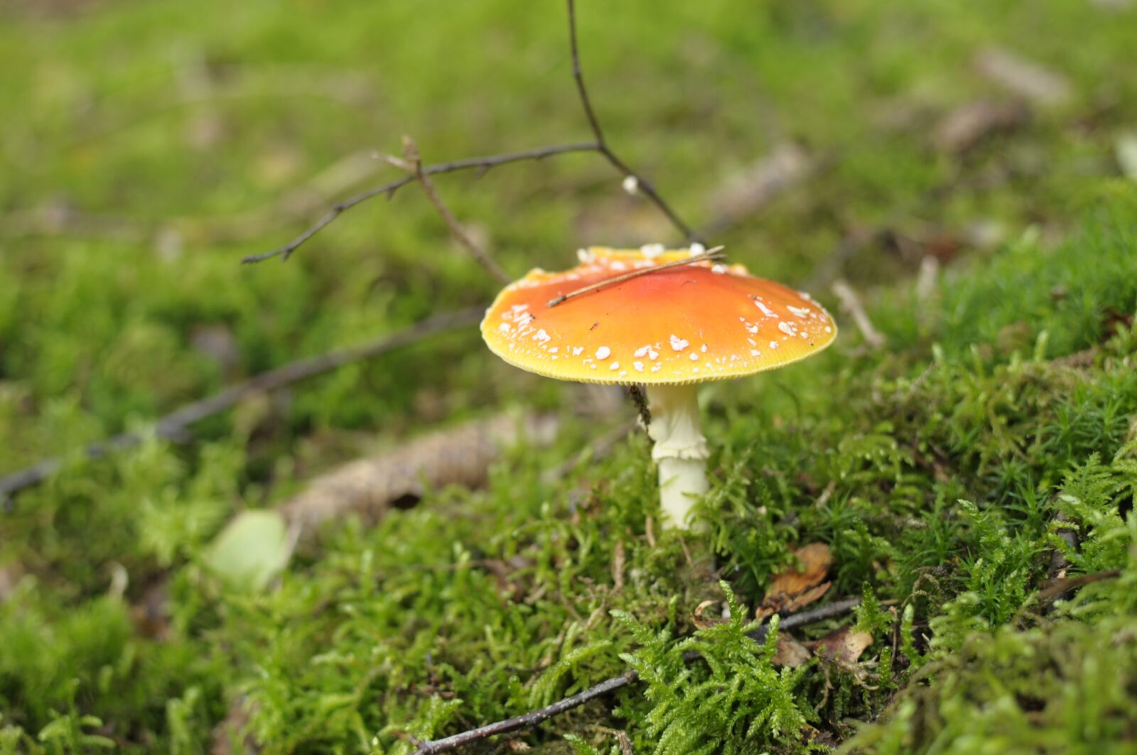 Nikon D90 sample photo. Mushroom, autumn, nature photography
