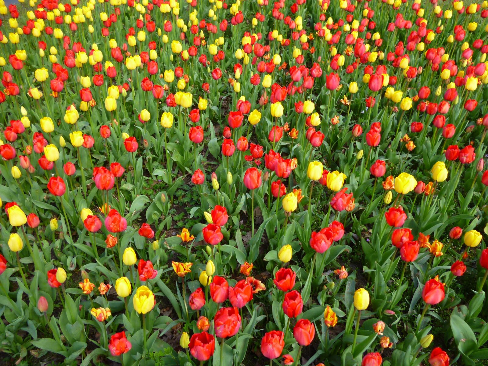 Panasonic DMC-FS16 sample photo. Tulip field, spring flowers photography