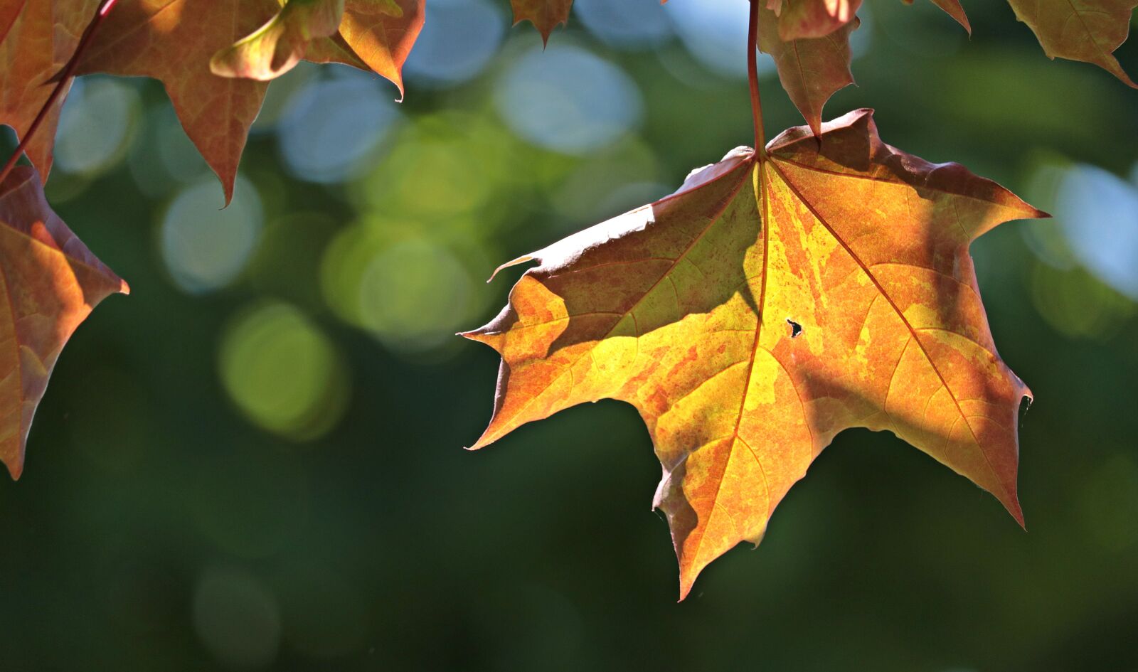 Canon EF-S 55-250mm F4-5.6 IS STM sample photo. Maple leaves, leaves, maple photography