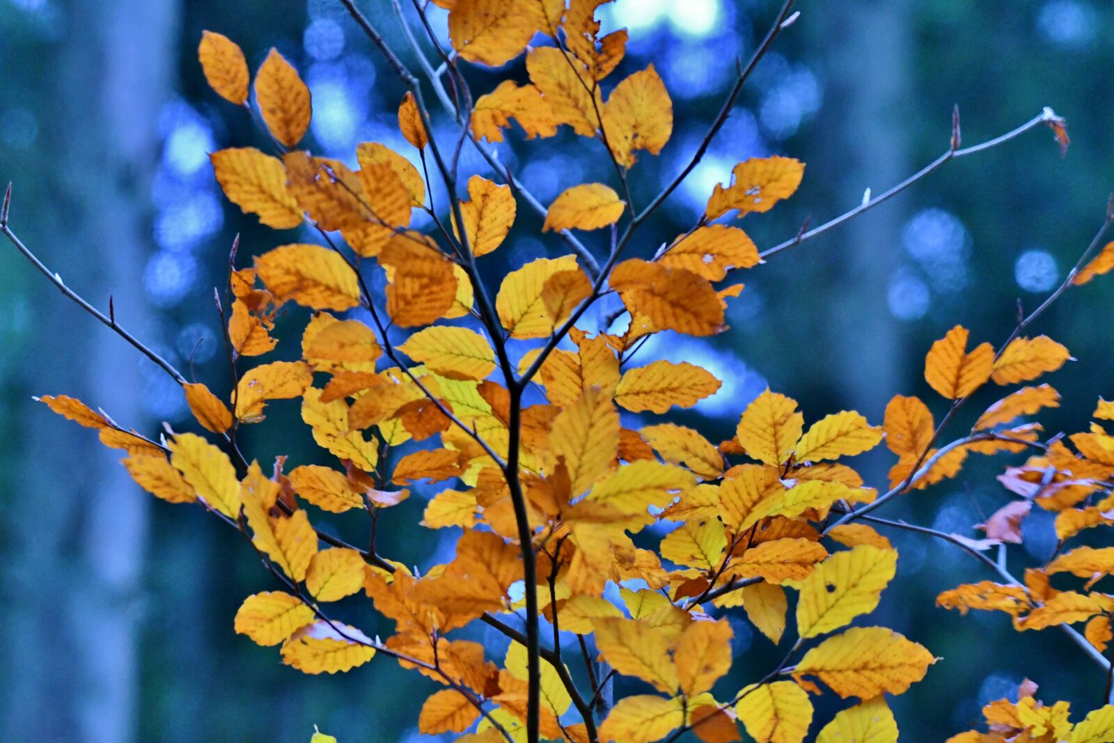 Nikon D500 sample photo. Forest, autumn leaves, fall photography