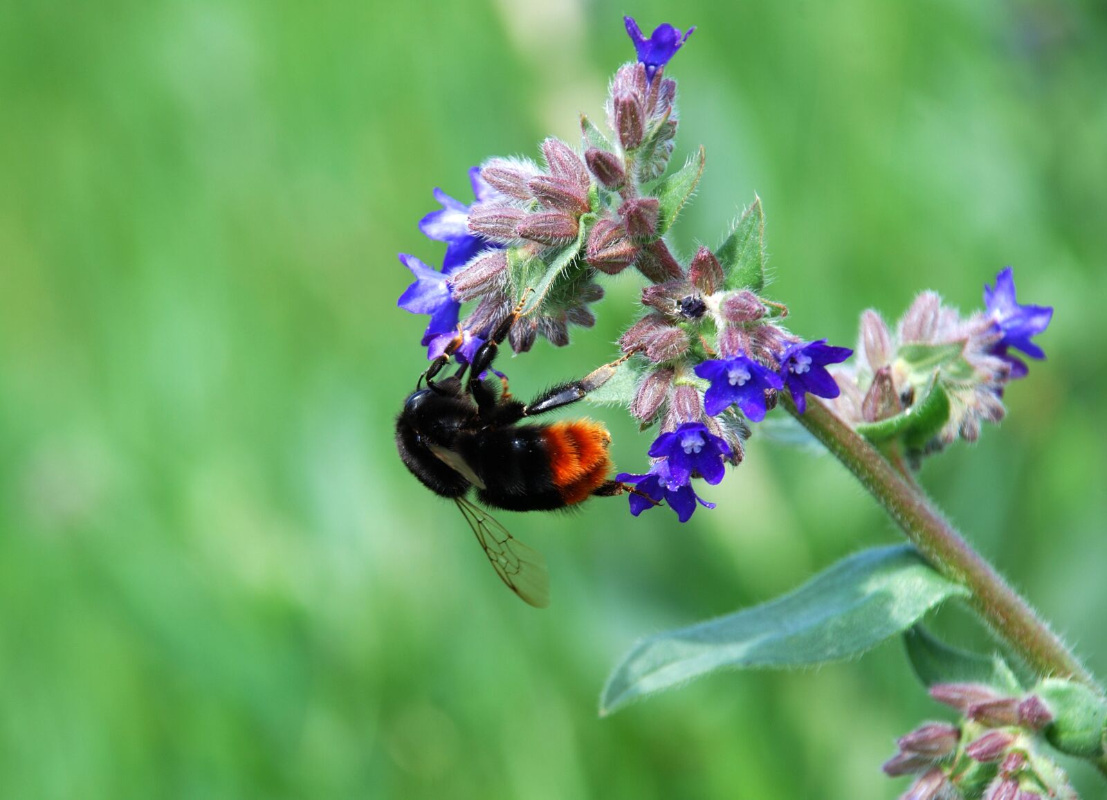 Nikon D80 sample photo. Bumblebee, flower, honey photography