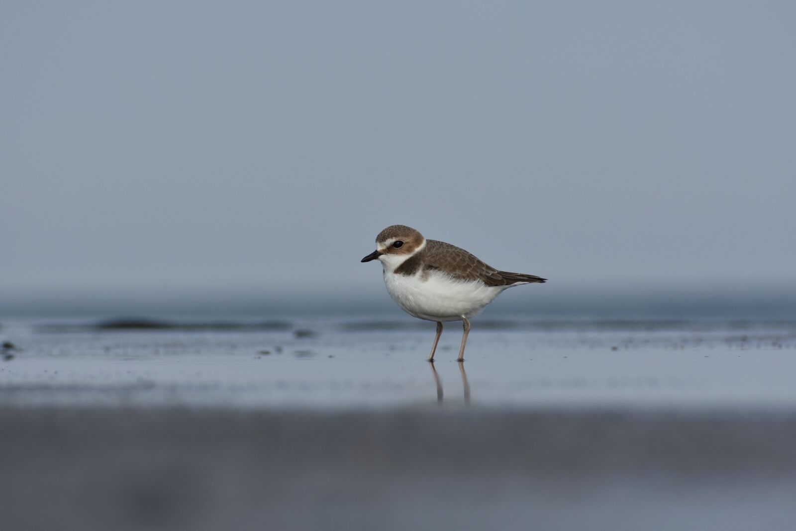 Nikon D7200 sample photo. Animal, sea, bird photography