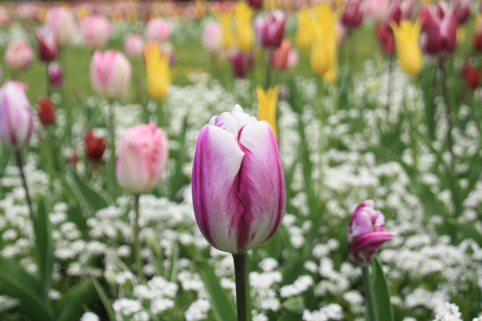 Canon EOS 1000D (EOS Digital Rebel XS / EOS Kiss F) sample photo. Tulip, flower, spring photography