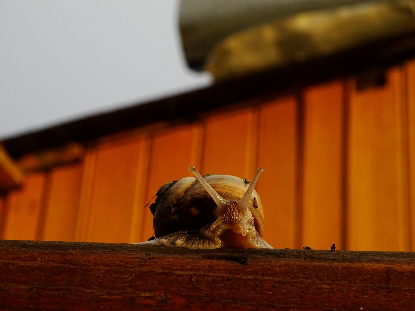 Sony Cyber-shot DSC-HX350 sample photo. Snail, sun, nature photography
