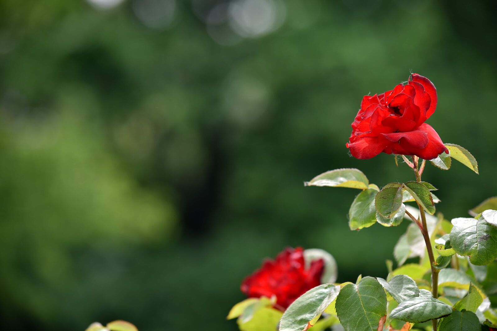Nikon D5500 sample photo. Beautiful photo, flower bud photography