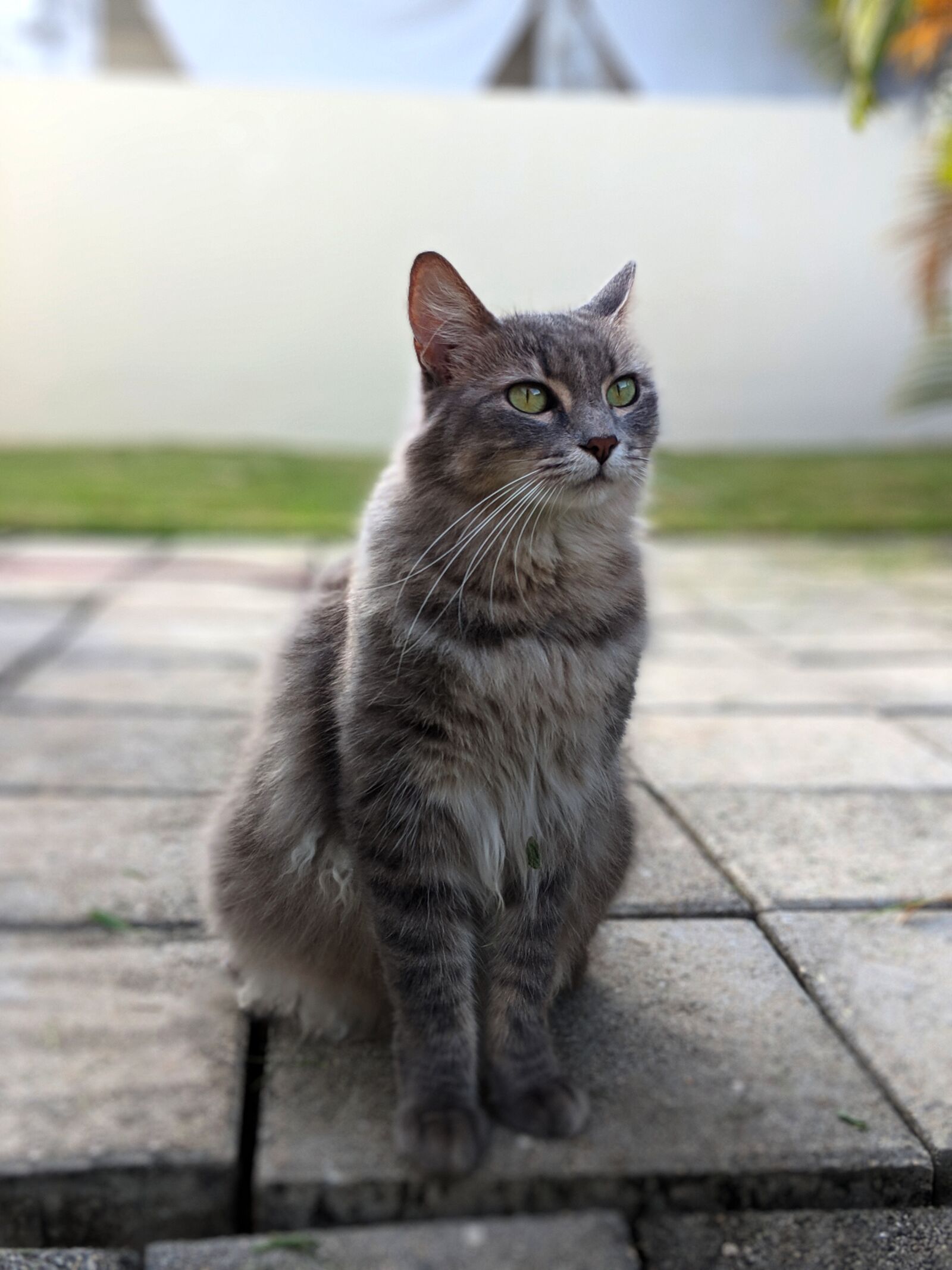 Google Pixel 2 XL sample photo. Cat, portrait, pet photography