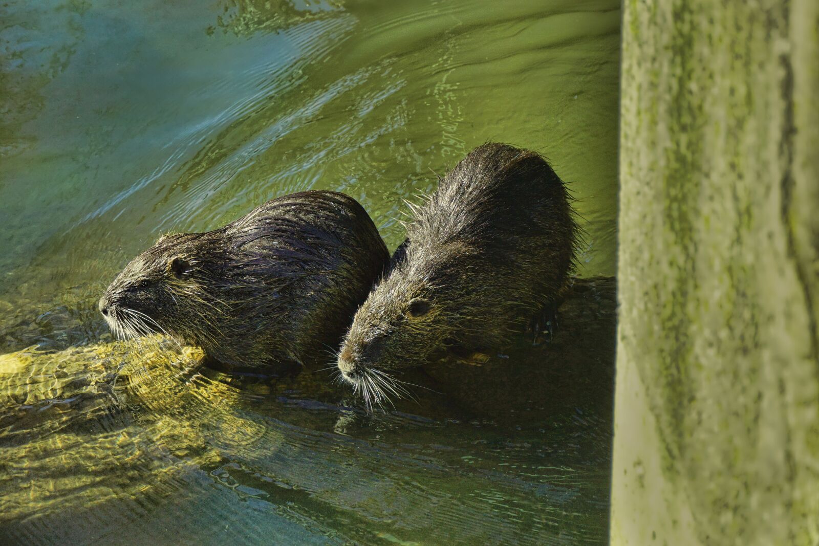 Sony E 18-135mm F3.5-5.6 OSS sample photo. Nature, animal world, nutria photography
