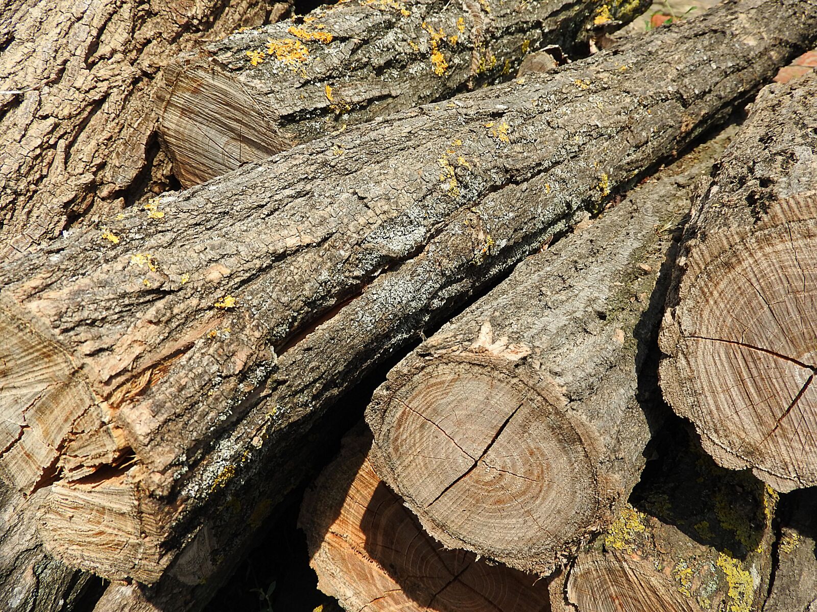 Nikon Coolpix P610 sample photo. Log, tribe, pile of photography