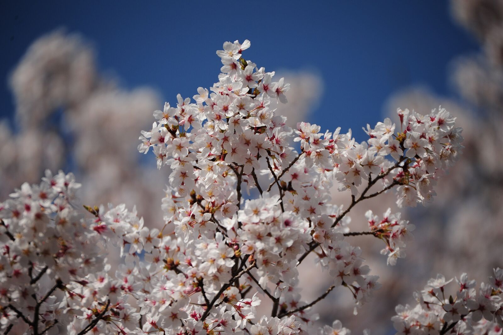 Nikon D700 sample photo. Flowers, cherry, wood photography