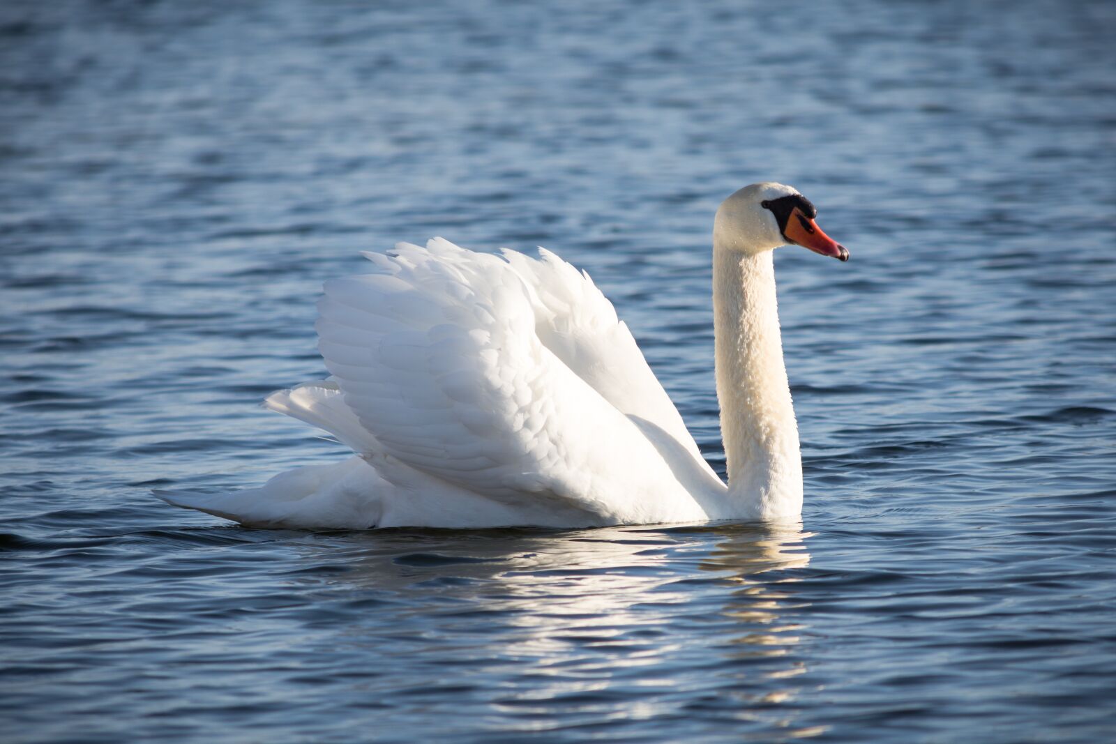 Nikon D7200 sample photo. Waters, bird, nature photography