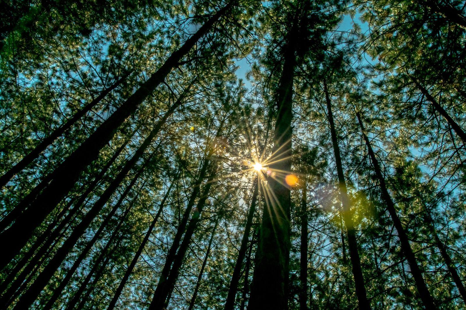 Nikon D3300 sample photo. Forest, nature, walk photography