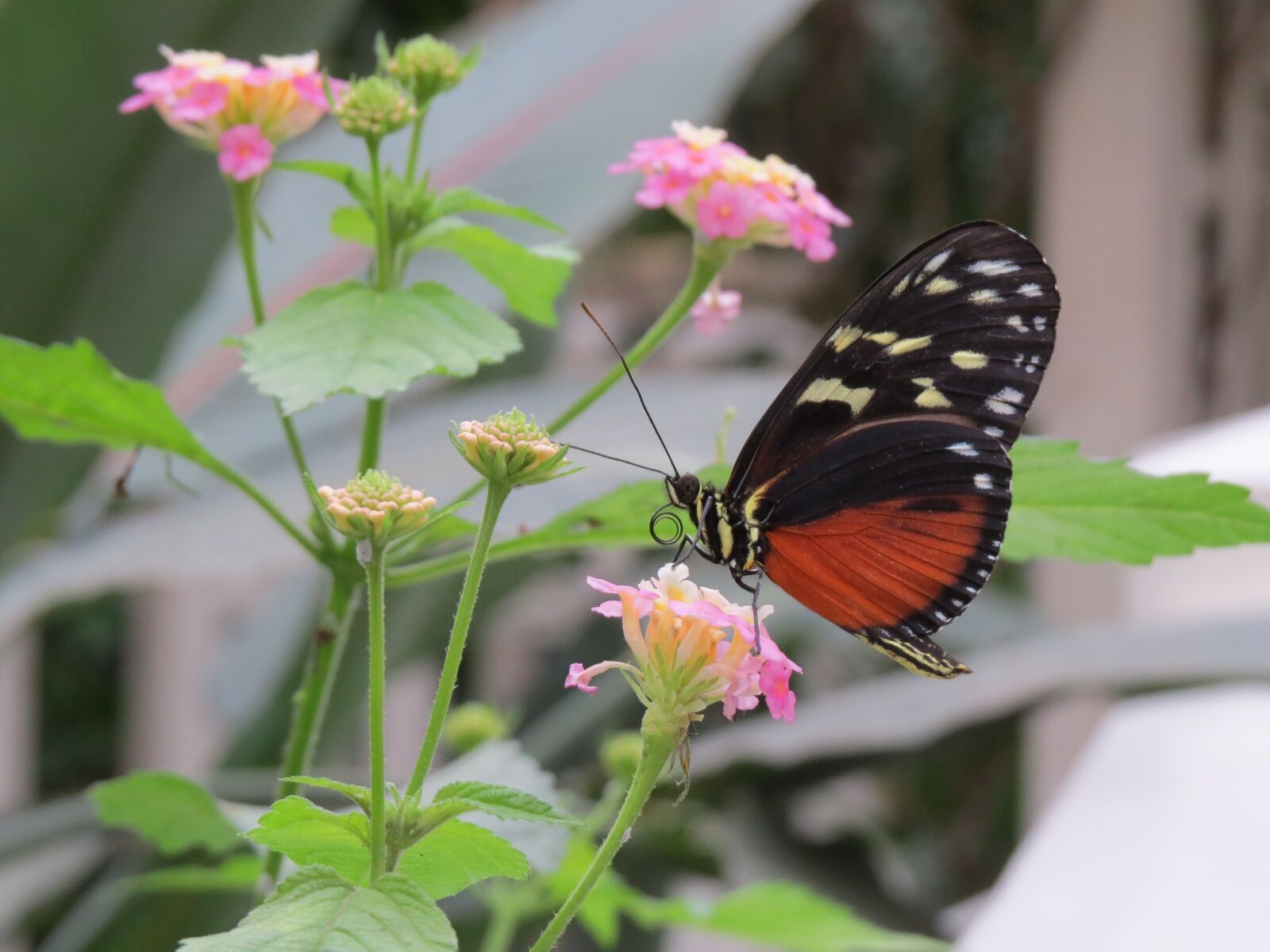Canon PowerShot SX50 HS sample photo. Butterfly, close up, blossom photography