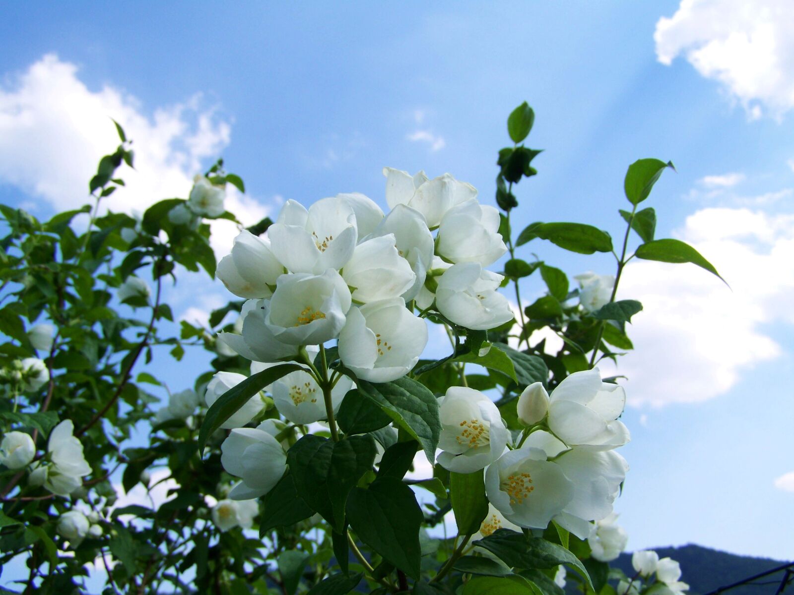 Kodak EASYSHARE ZD710 ZOOM DIGITAL CAMERA sample photo. Jasmine, white flower, garden photography