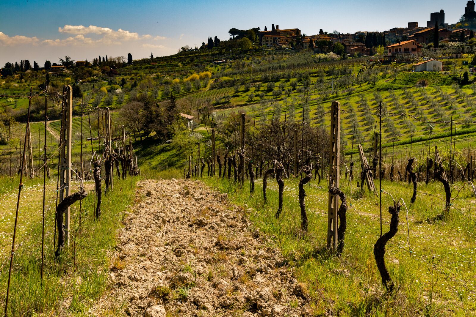 Canon EOS 70D + Canon EF 24-70mm F2.8L II USM sample photo. Vineyard, tuscany, winery photography