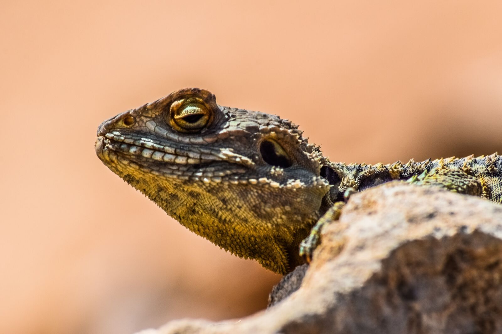 Nikon D3300 sample photo. Nature, reptile, lizard photography