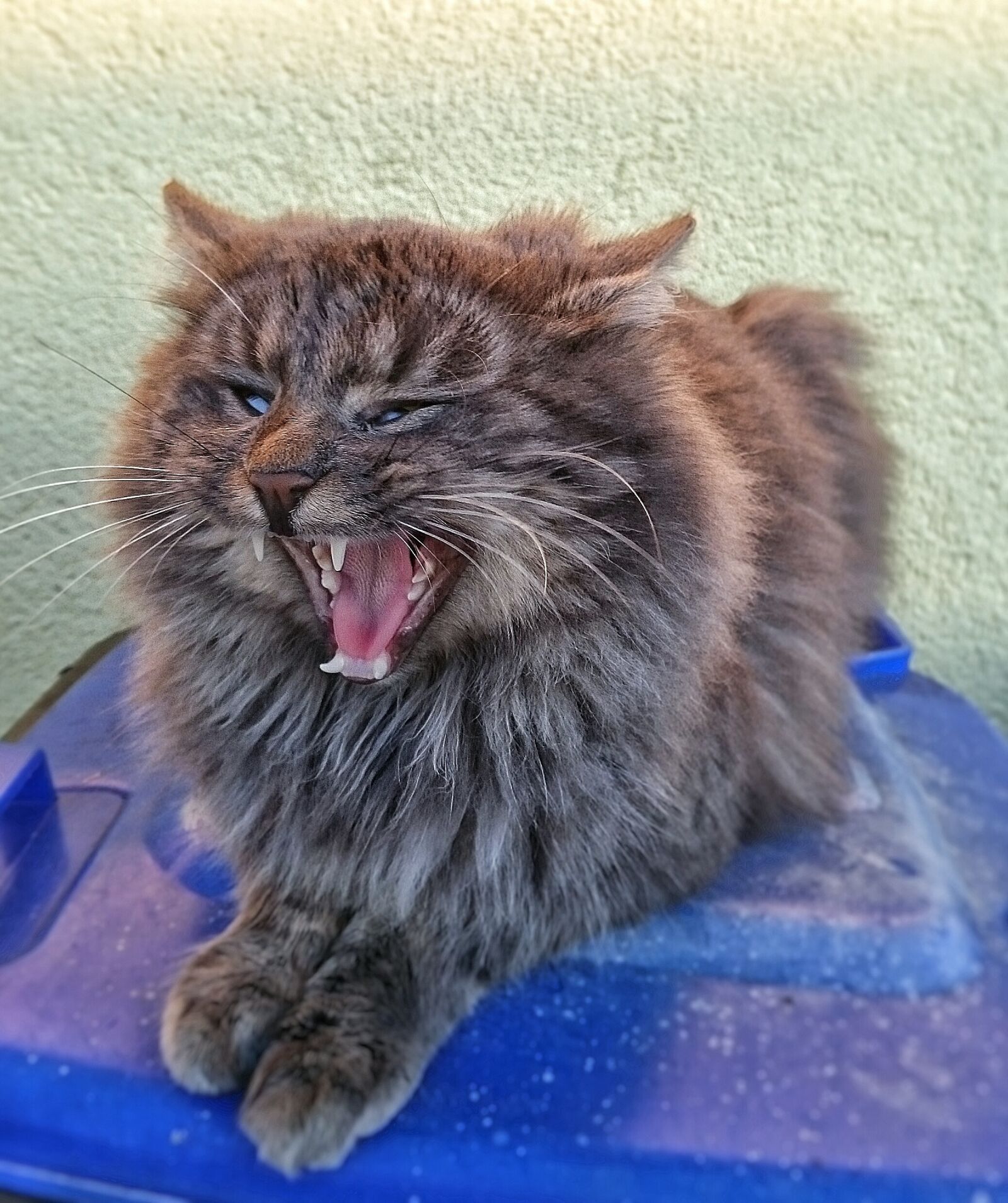 Sony Xperia Z3 sample photo. Cat, yawning, pet photography