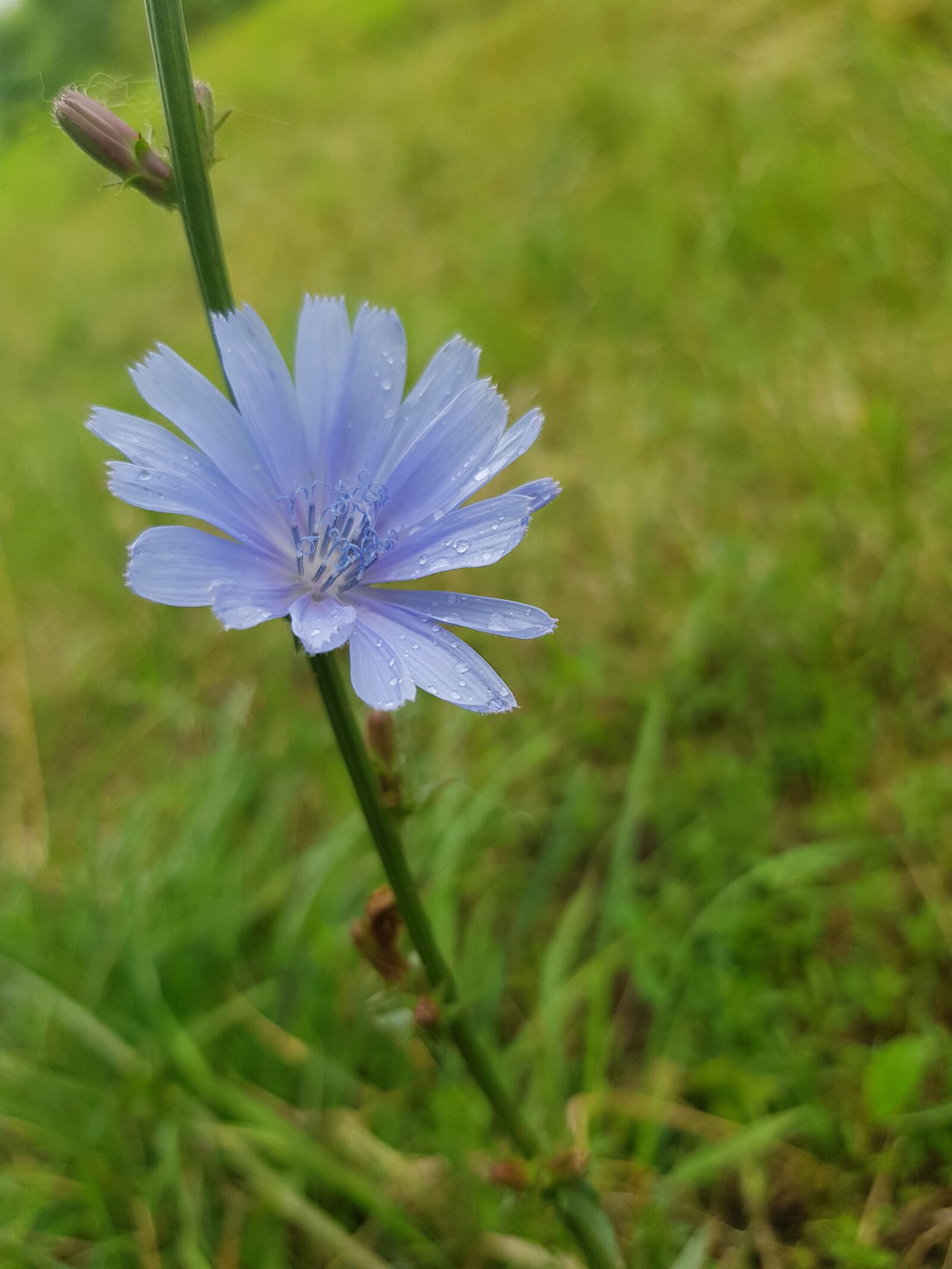 Samsung Galaxy S8 sample photo. Flower, bokeh, greens photography