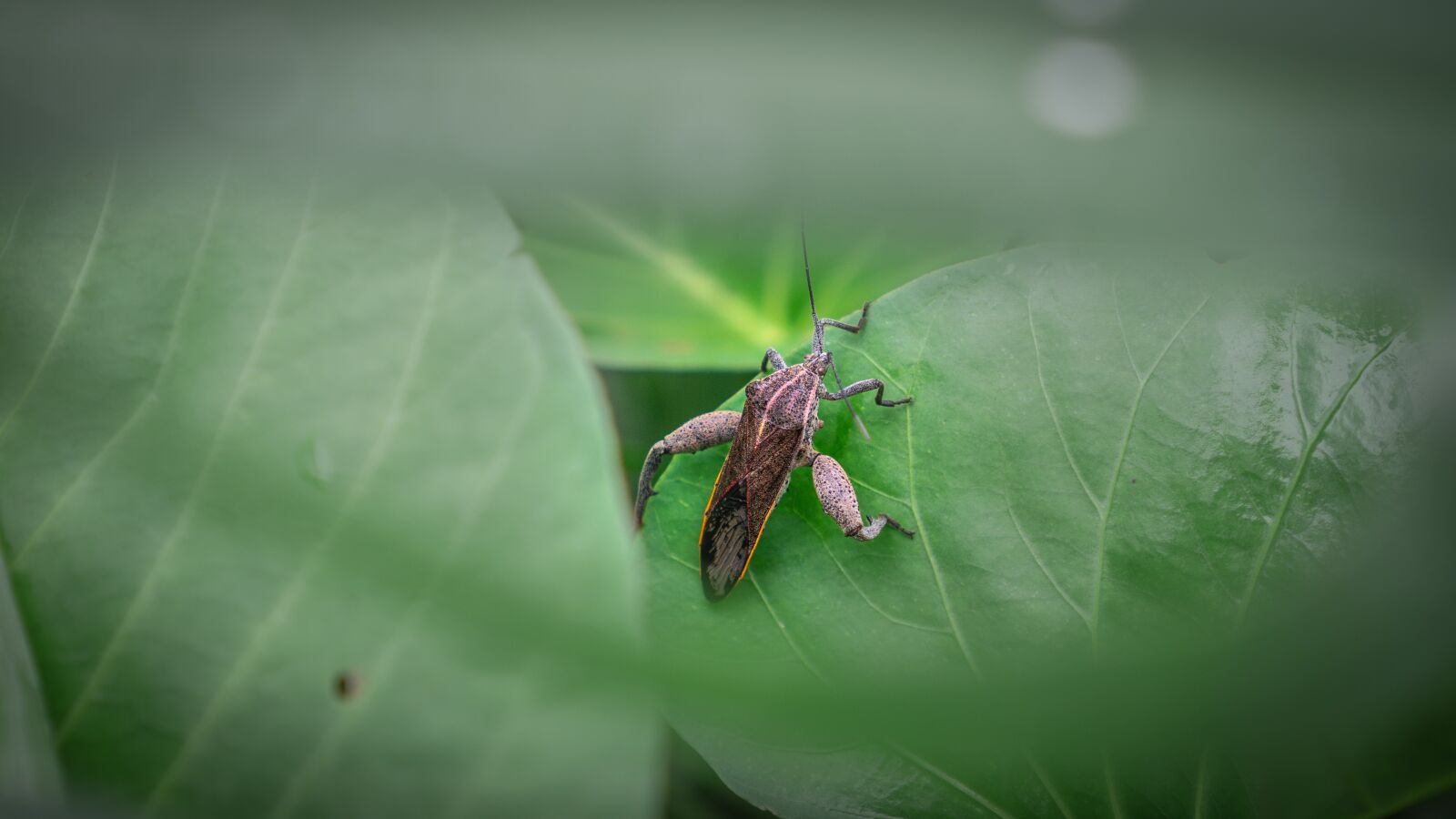 Sony a6000 + Sony E 35mm F1.8 OSS sample photo. Macro insect, beautiful insect photography