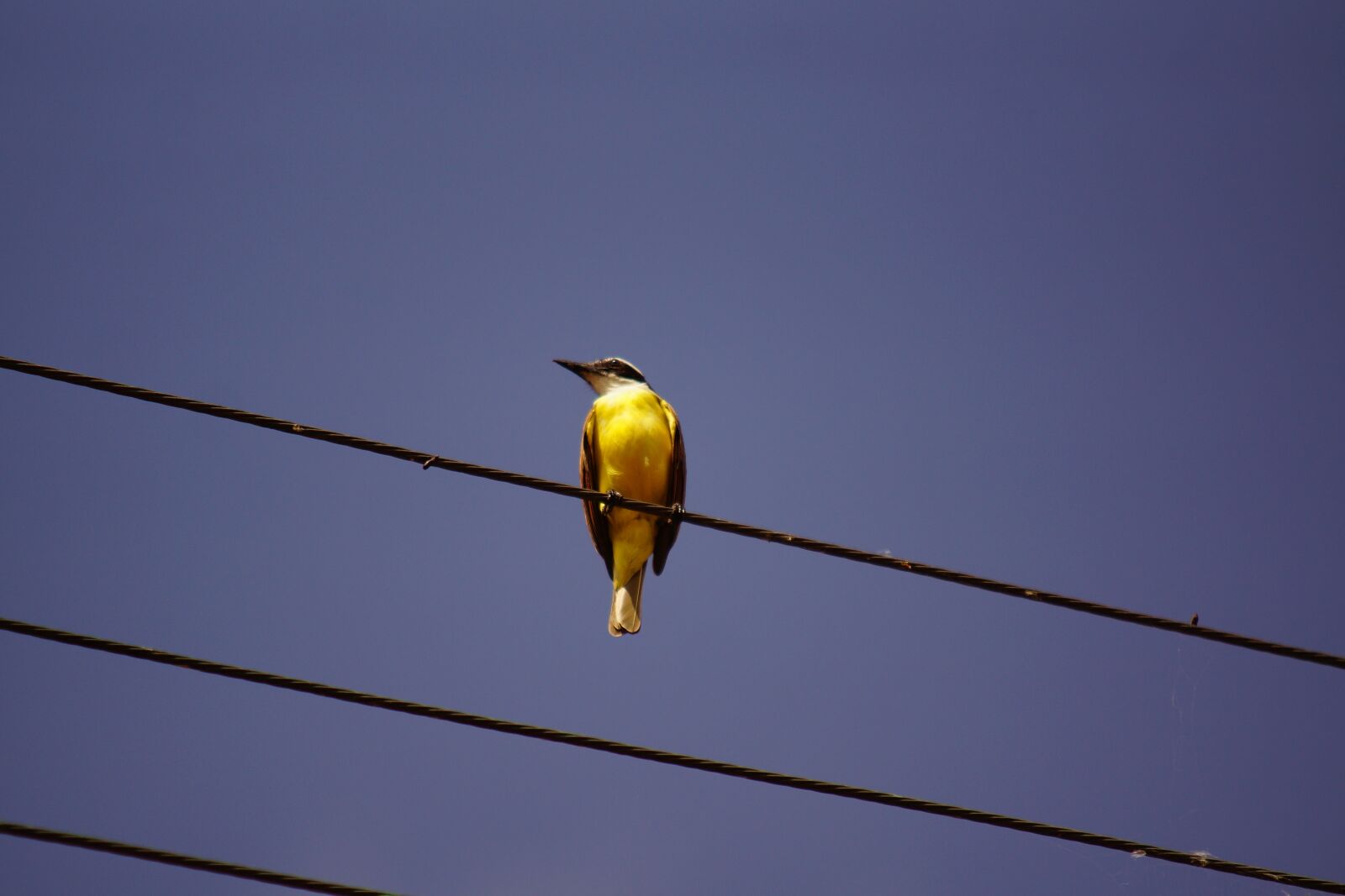 70-200mm F2.8 sample photo. Bird, wire, wildlife photography