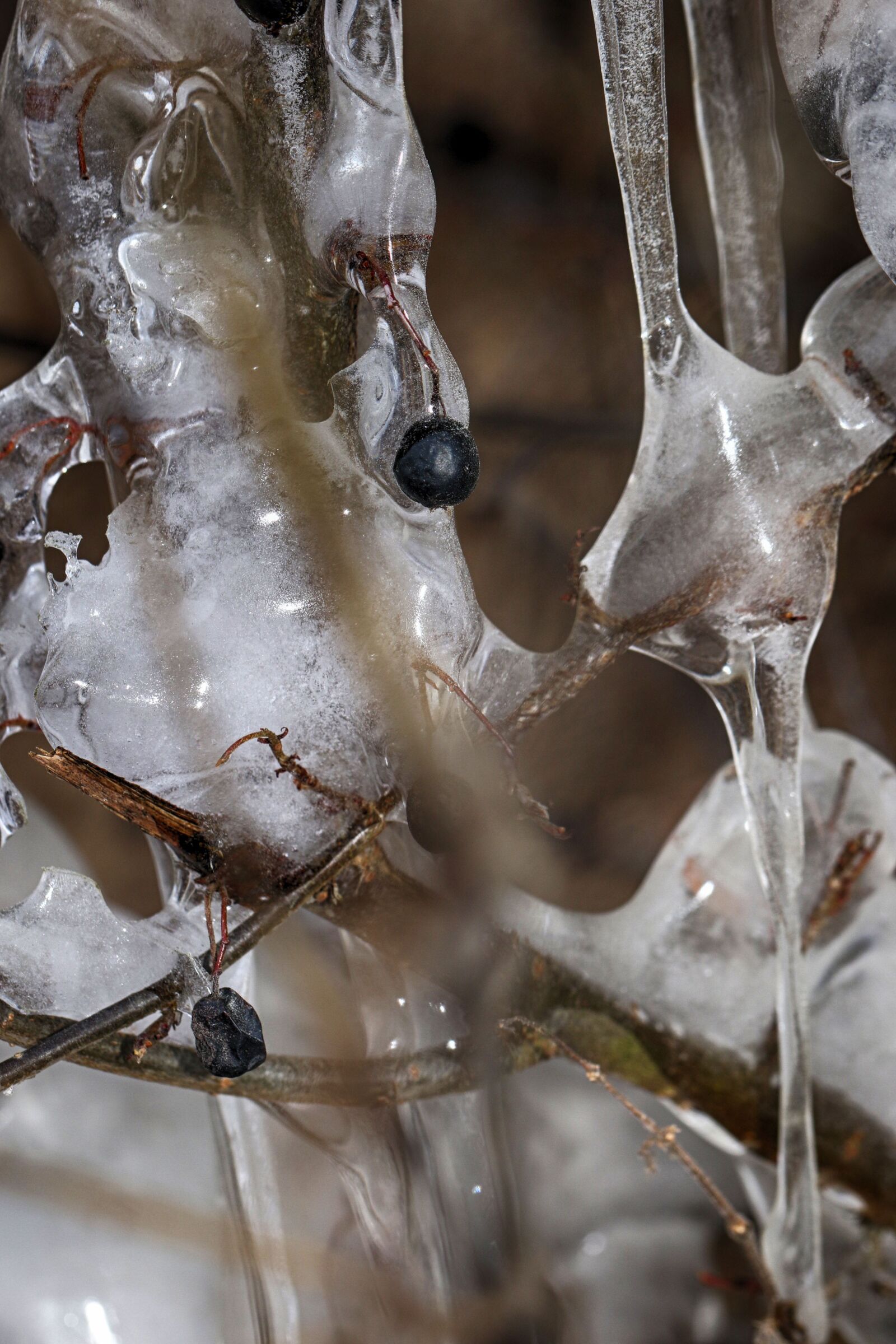 Canon EOS 7D Mark II sample photo. Nature, icicle, frozen photography
