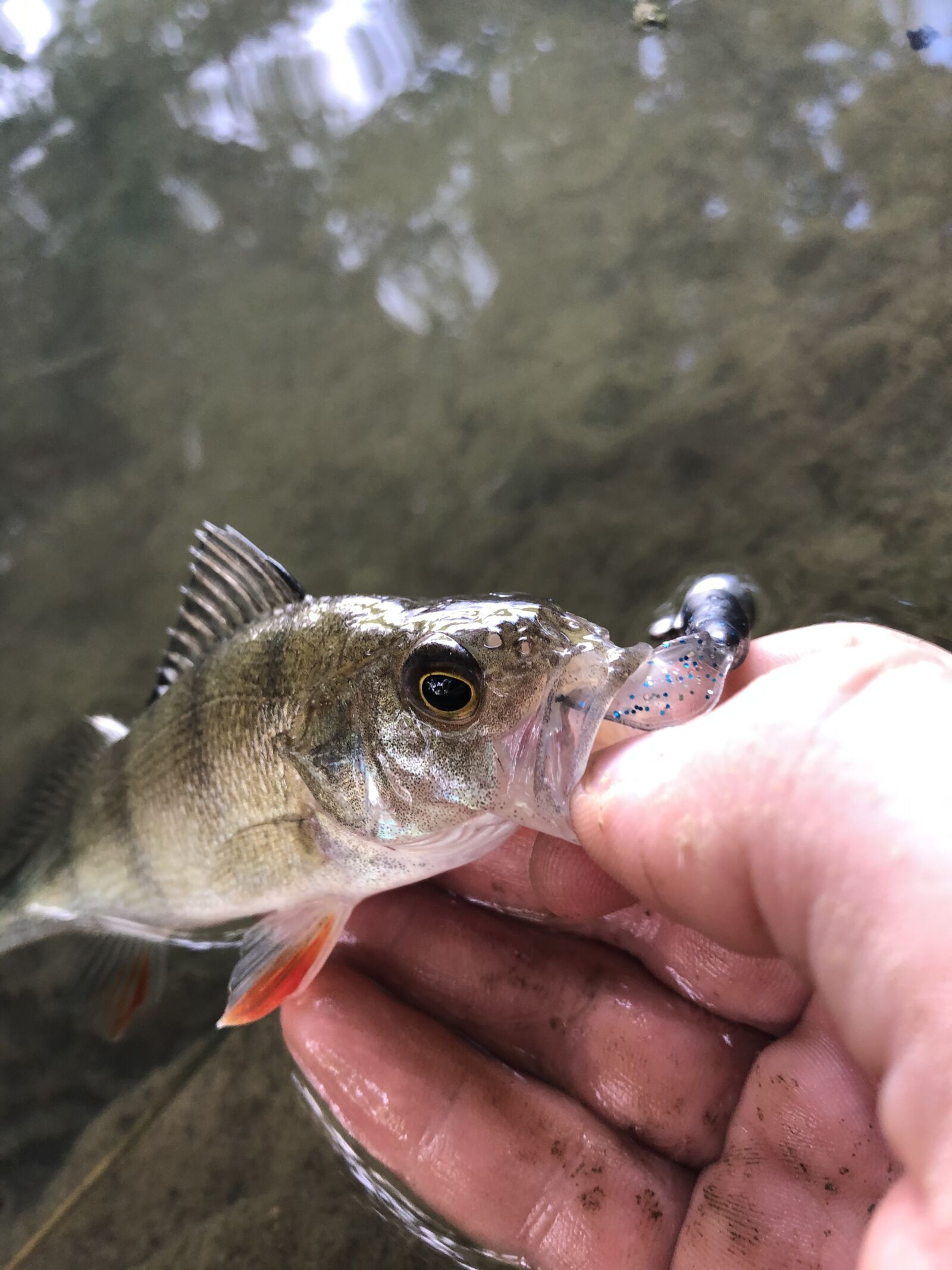iPhone 8 back camera 3.99mm f/1.8 sample photo. Perche, perch, fish photography